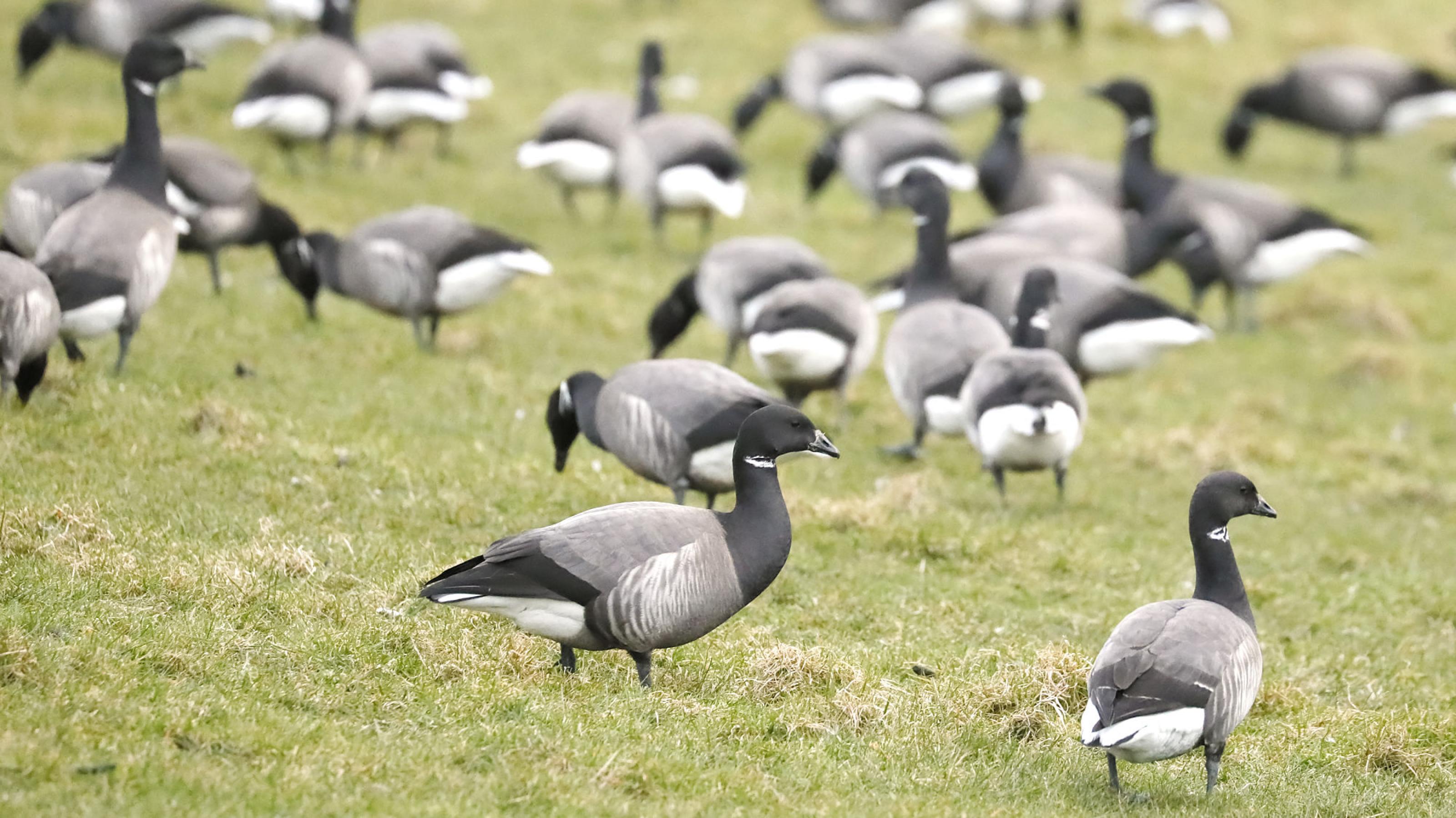 Eine große Schar dunkelgrauer Gänse frisst Gras. Rechte: Anne Preger