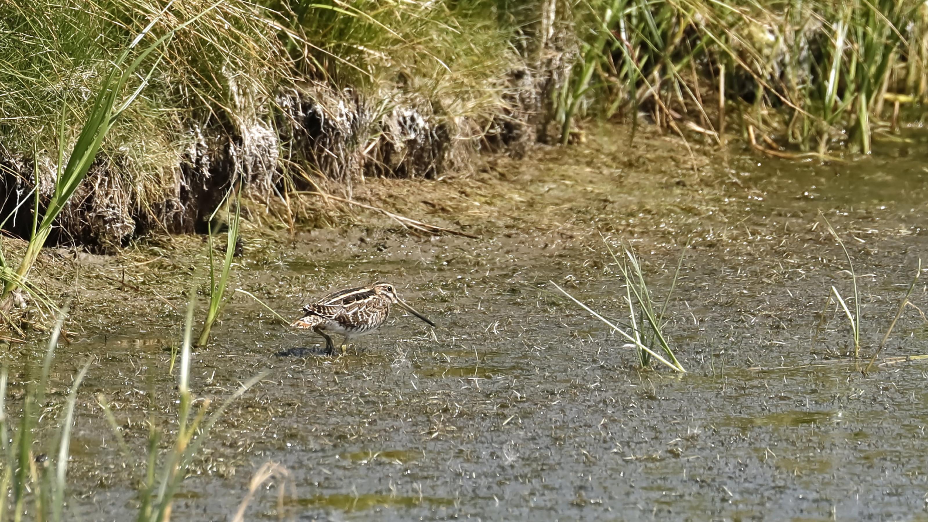 Ein braungefleckter Vogel mit langem Schnabel und Streifen auf dem Rücken steht im Morast. Rechte: Anne Preger