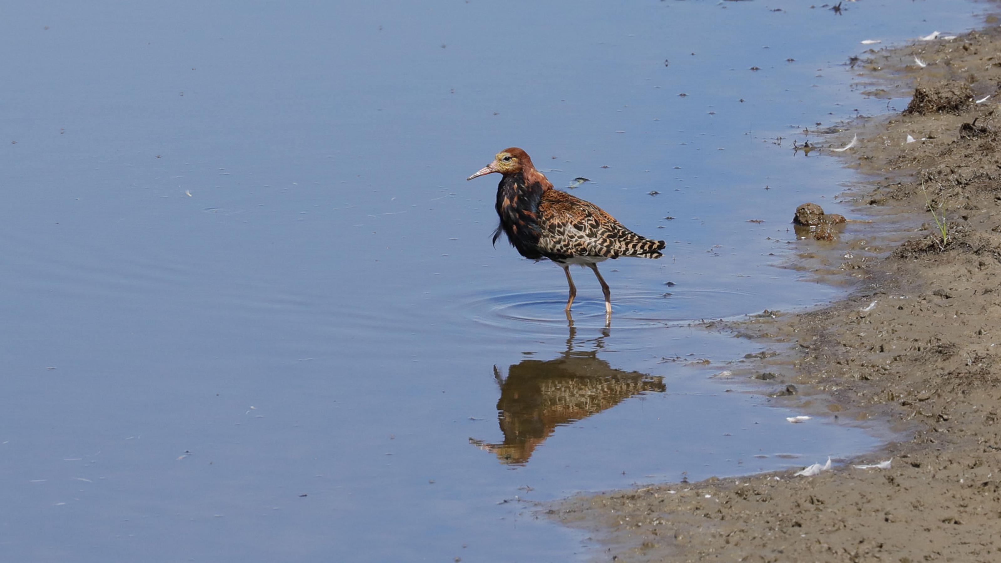 Ein Vogel mit auffälligem Brustgefieder steht im Wasser.