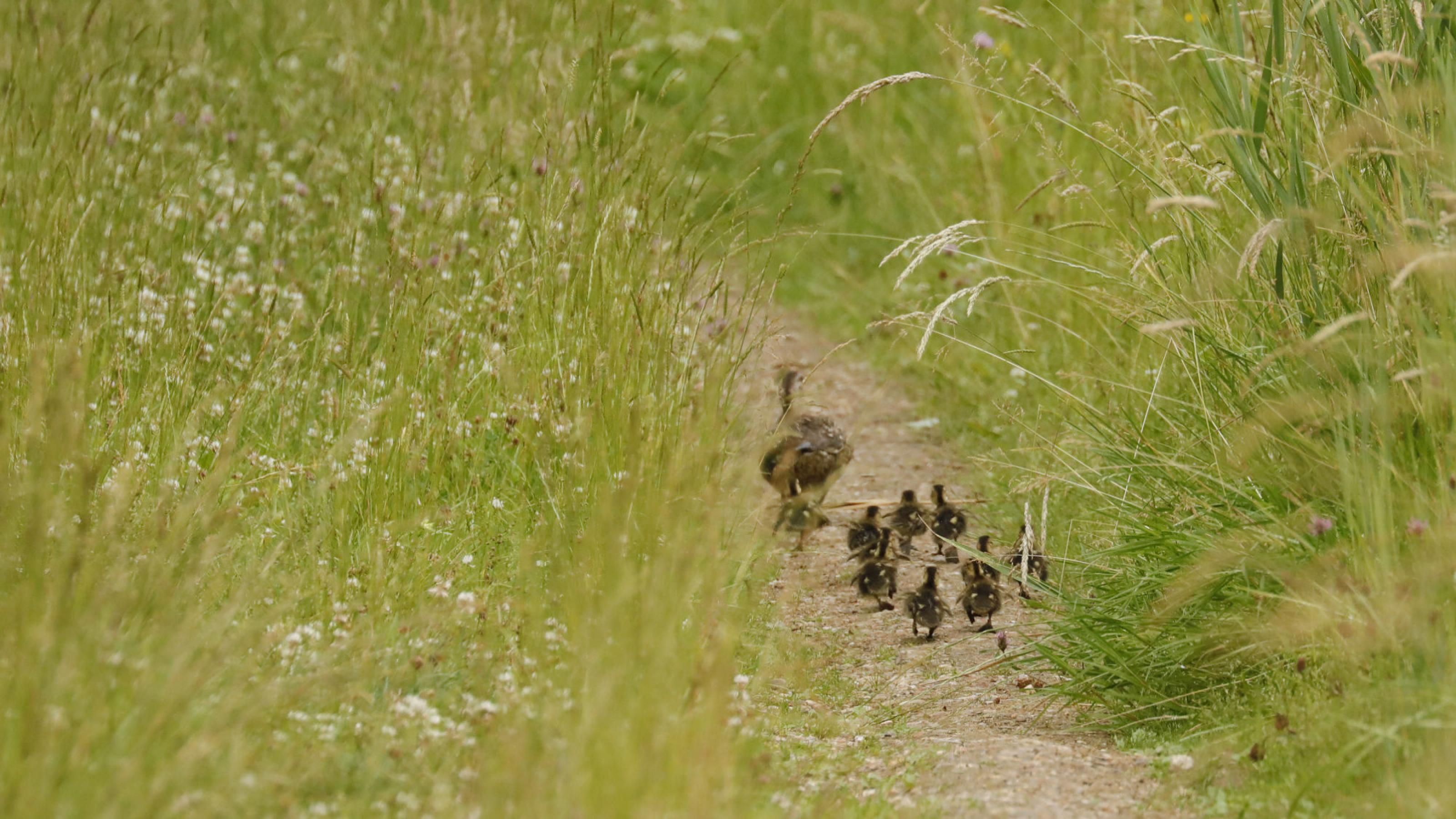 Eine Ente mit sieben Küken läuft auf einem zugewachsenen Fußweg voraus. Rechte: Anne Preger