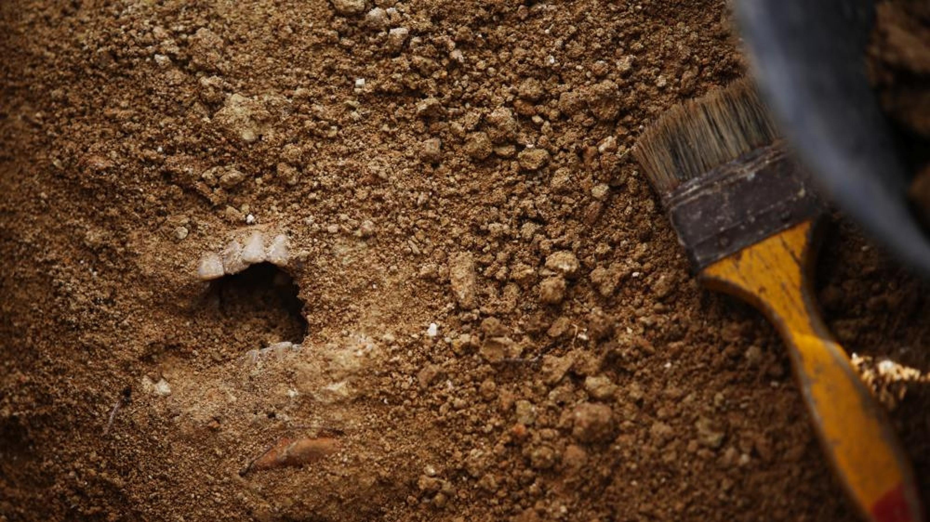 Ausgrabungen im Massengrab von Porreres auf Mallorca