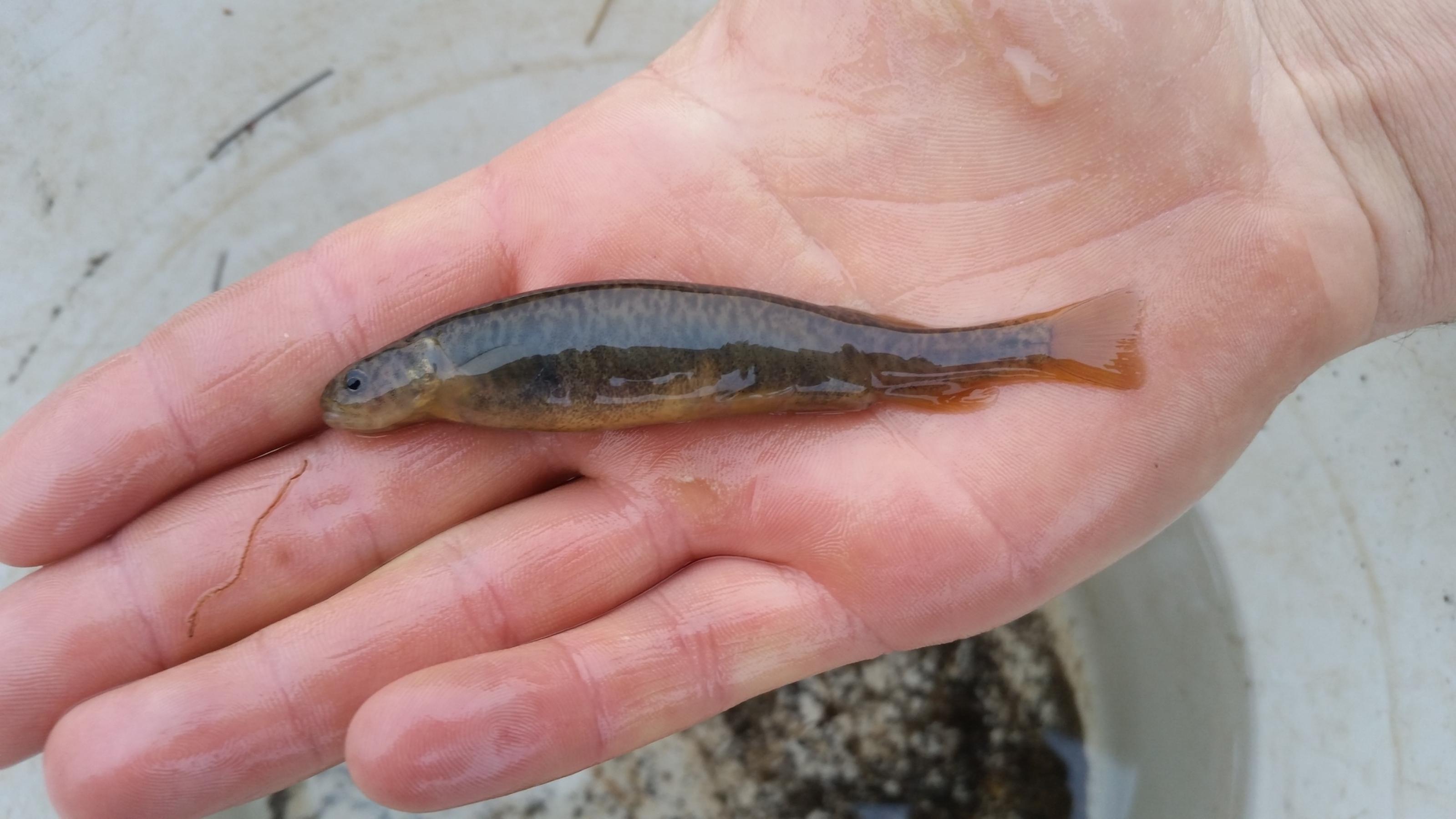 Der bedrohte Fisch auf der Hand eines Wissenschaftlers.