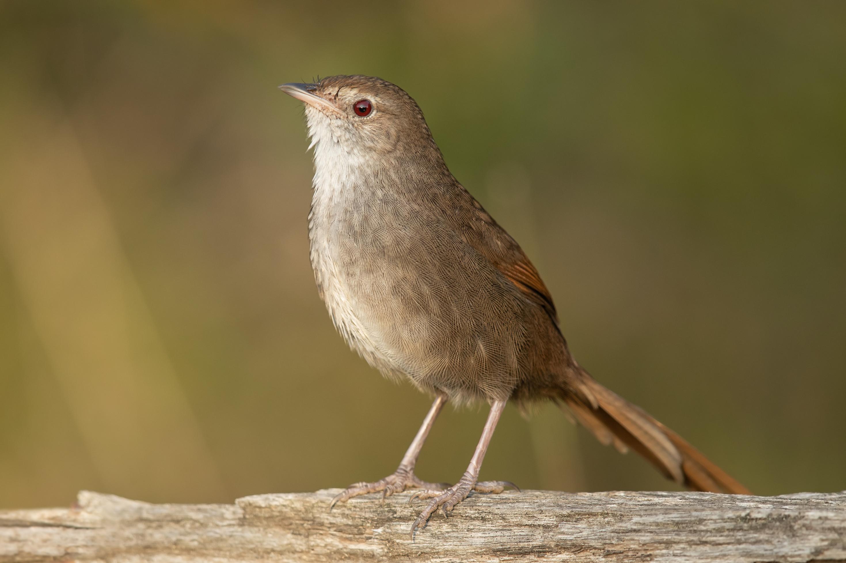 Der Vogel in Nahaufnahme