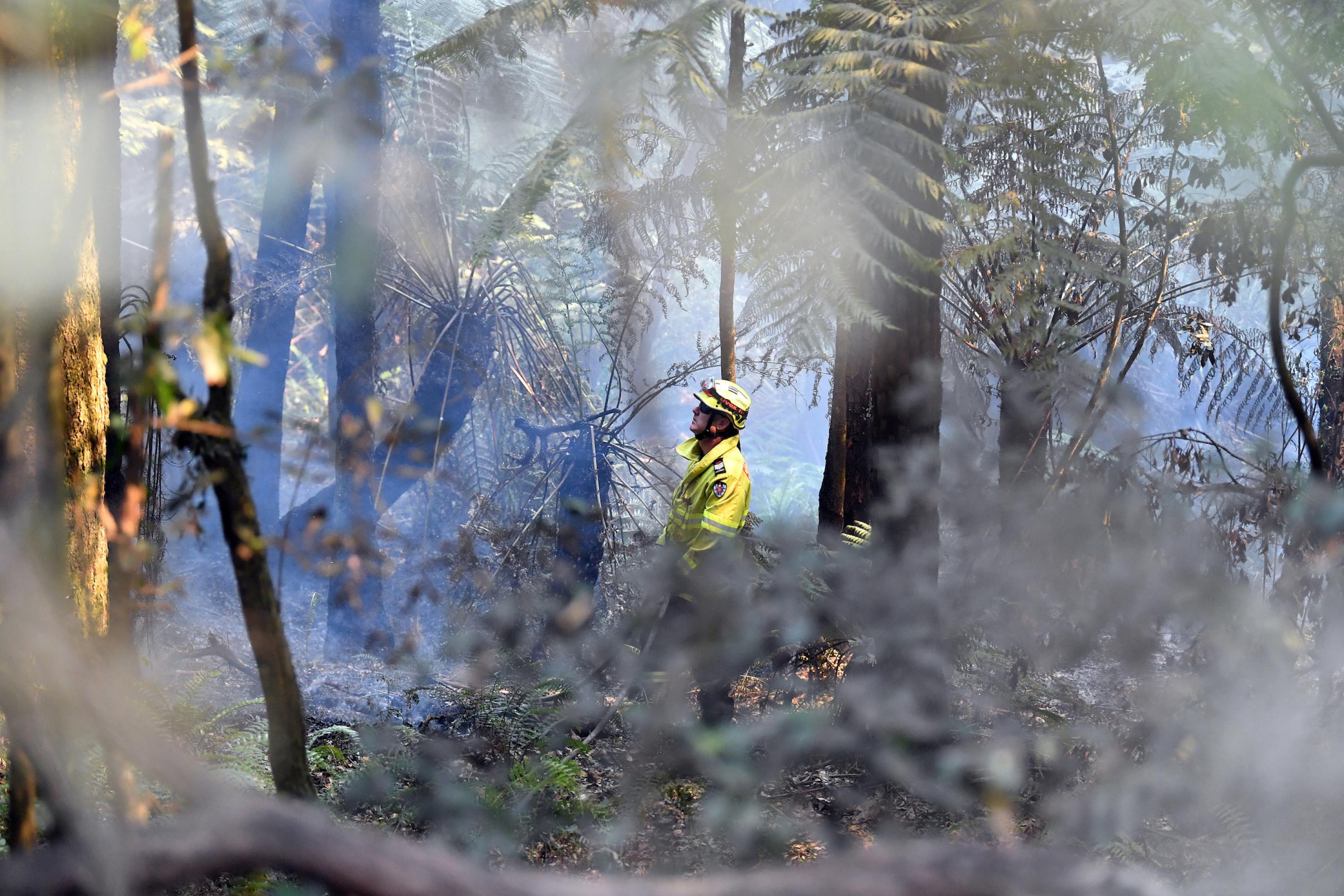 Ein Feuerwehrmann steht mit fragendem Blick in einem verrauchten Wald.