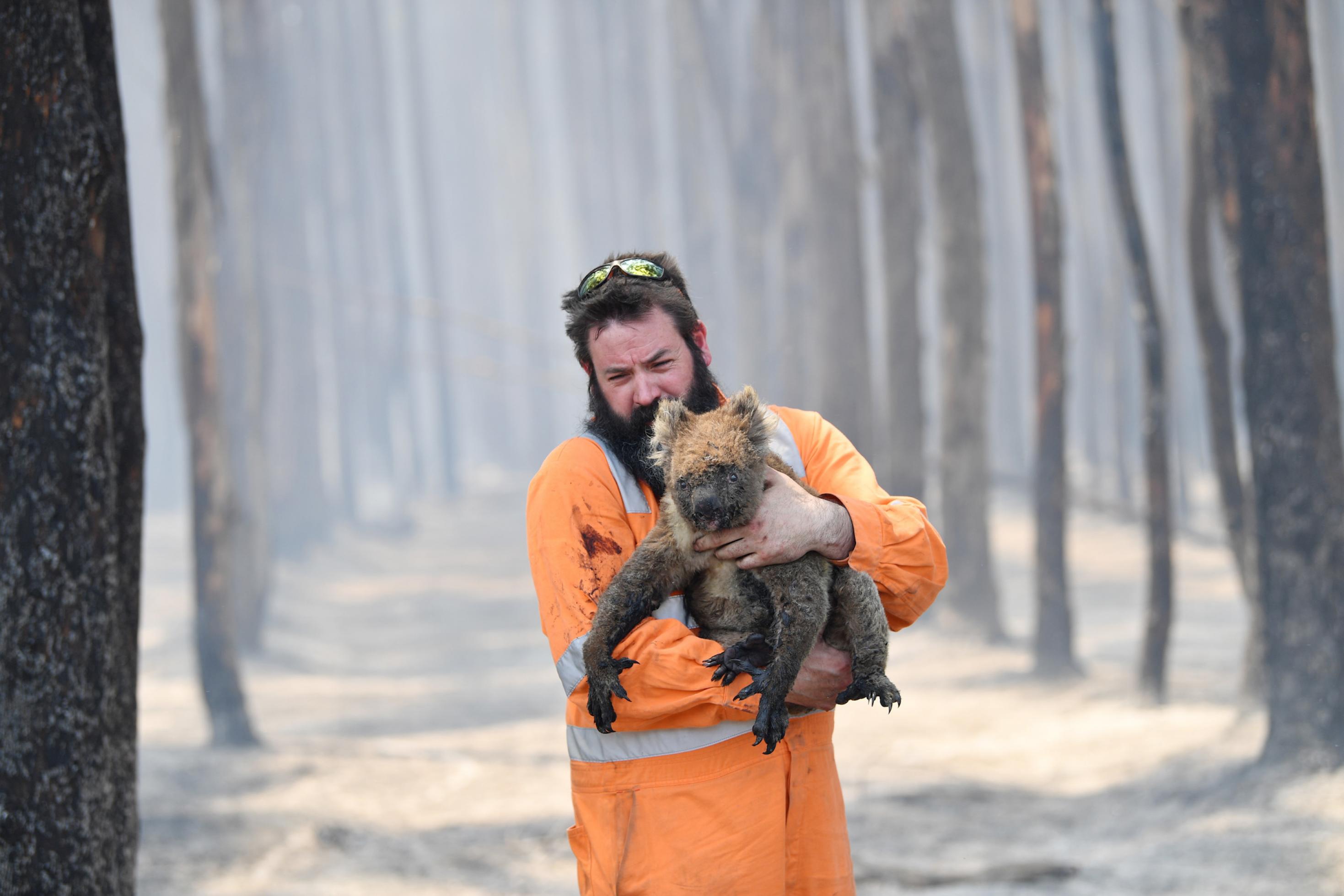 Das Bild zeigt einen bärtigen Mann inmitten eines komplett abgebrannten Waldes, der einen verletzten Koala in seinen Armen hält und zu retten versucht. Beide wirken verzweifelt.