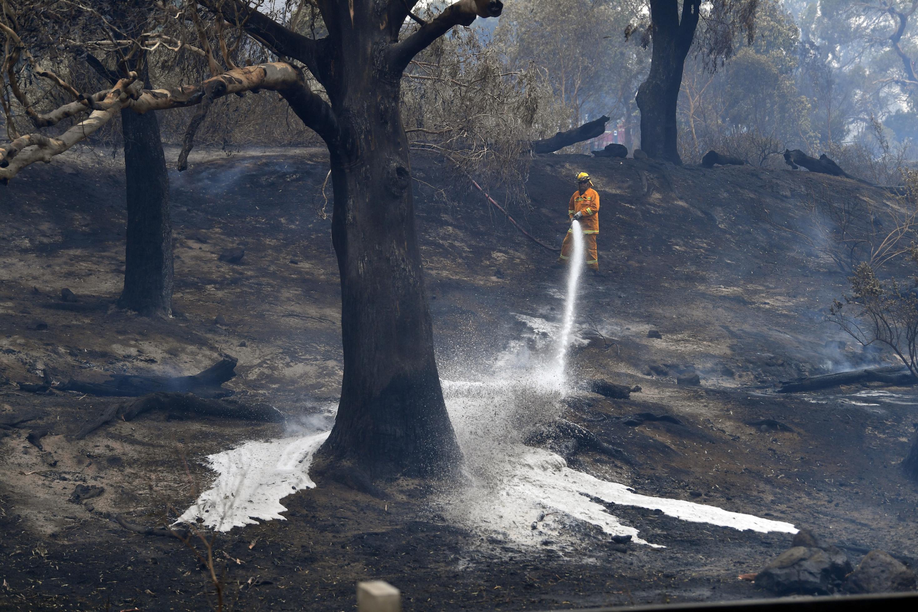 Das Bild zeigt einen hellorgane gekleideten Feuerwehrmann in einer verkohlten Waldlandschaft. Er hat einen Löschschlauch in der Hand und spritzt Wasser und eventuell brandverzögernde Chemikalien in die Landschaft.