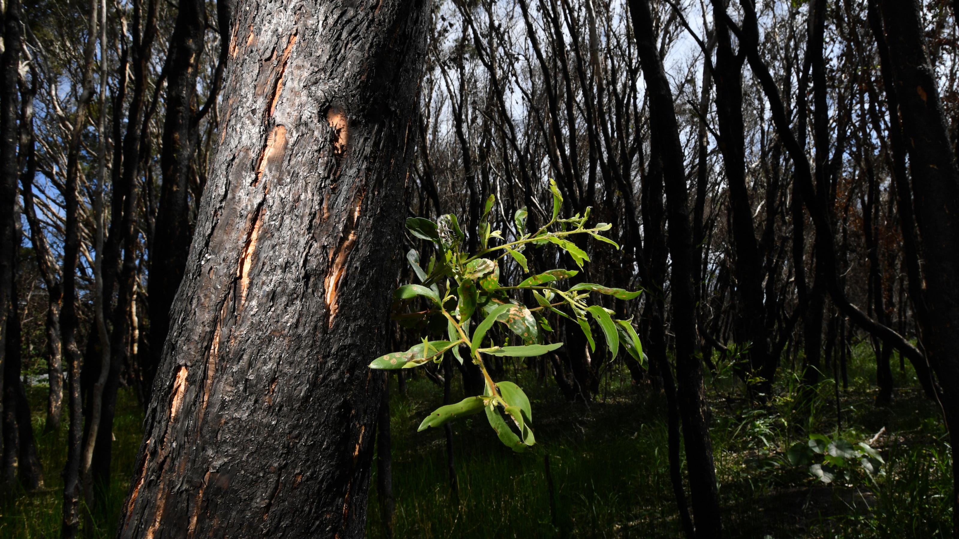 Das Bild zeigt einen vom Feuer komplett verkohlten Wald. Aber aus einem Baum wächst ein kleiner grüner Zweig heraus, wie ein Zeichen der Hoffnung.