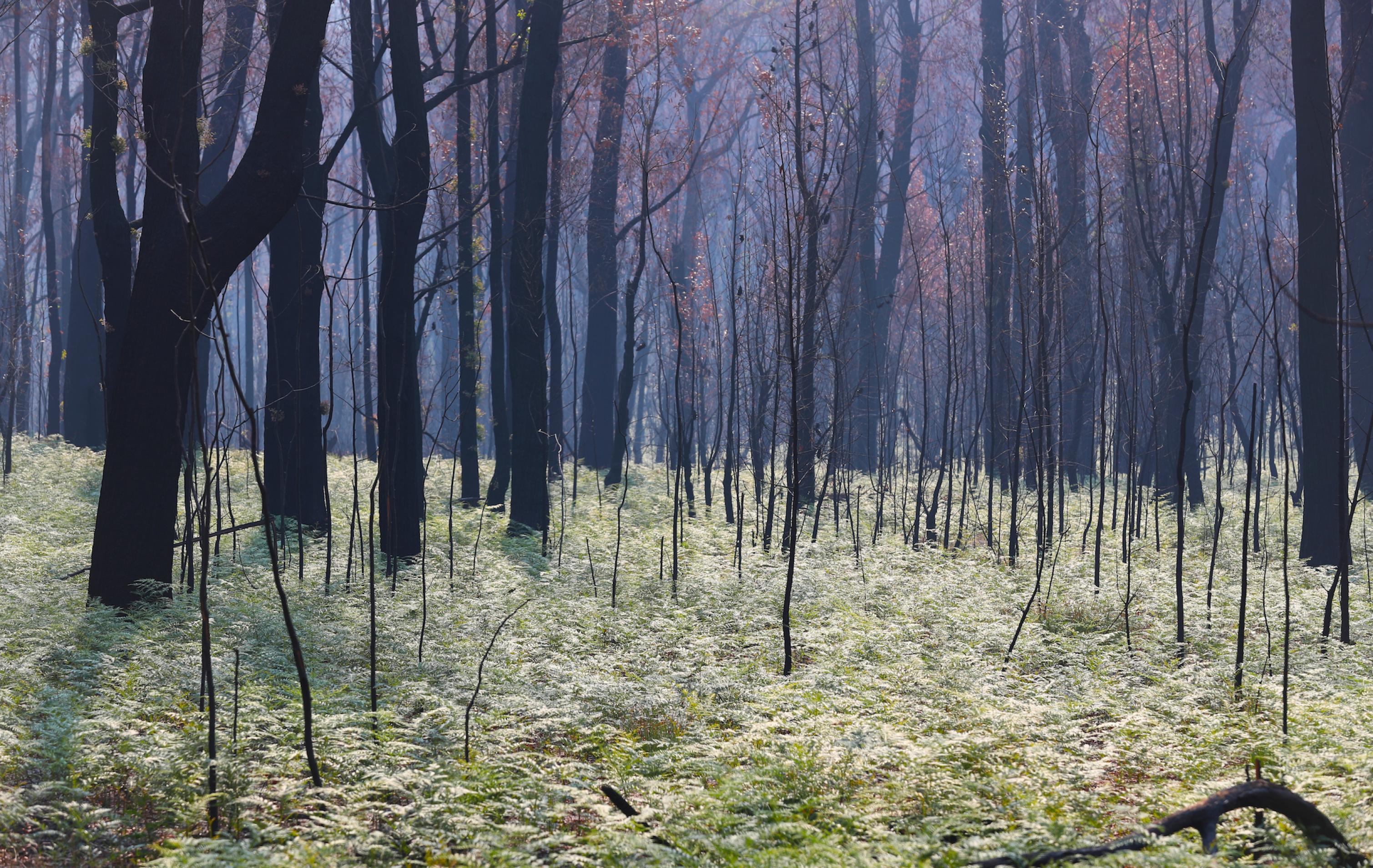 Verkohlter Wald mit nachwachsenden Farnen