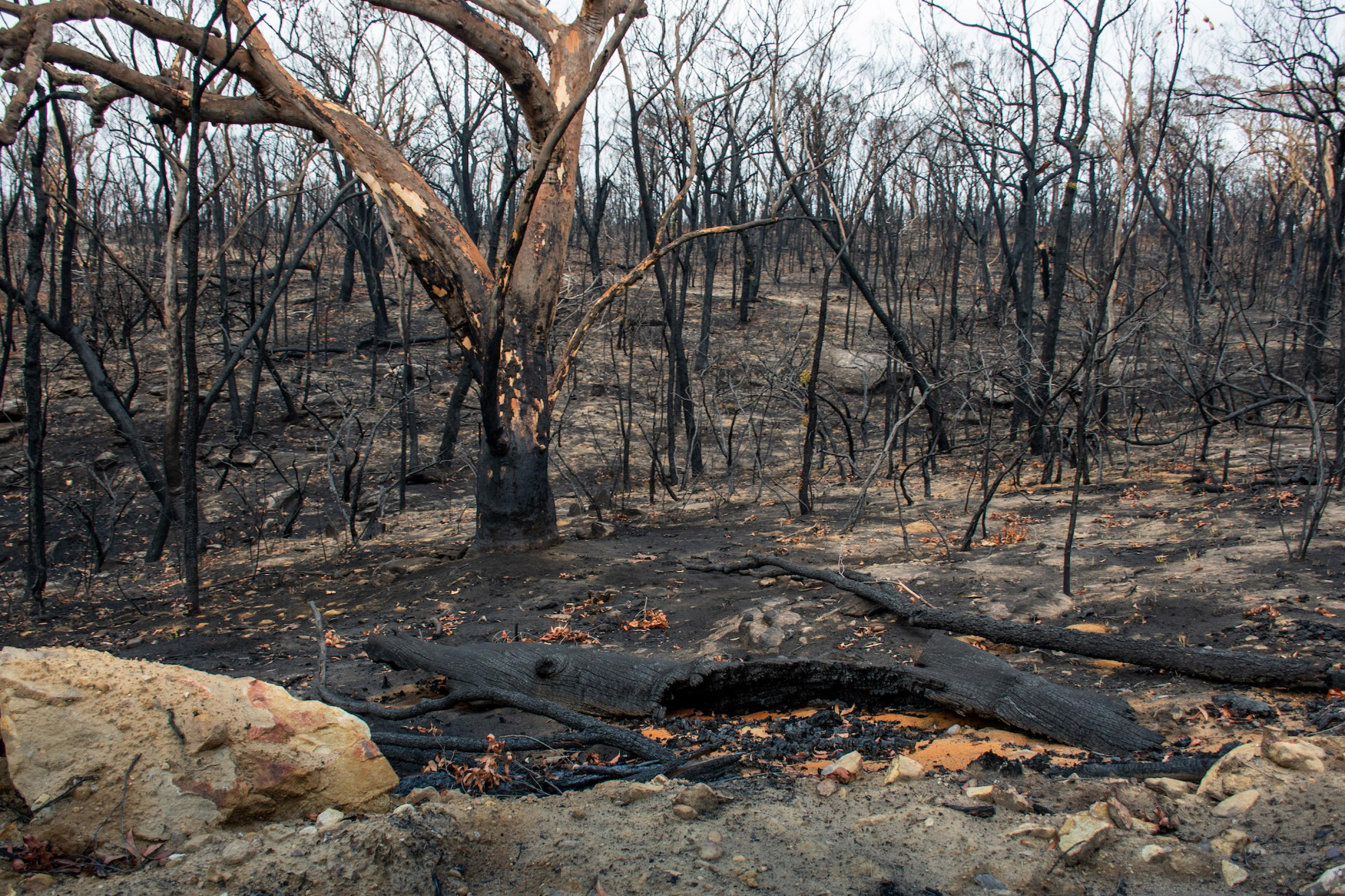 Überreste eines abgebrannten Eukalytuswald.