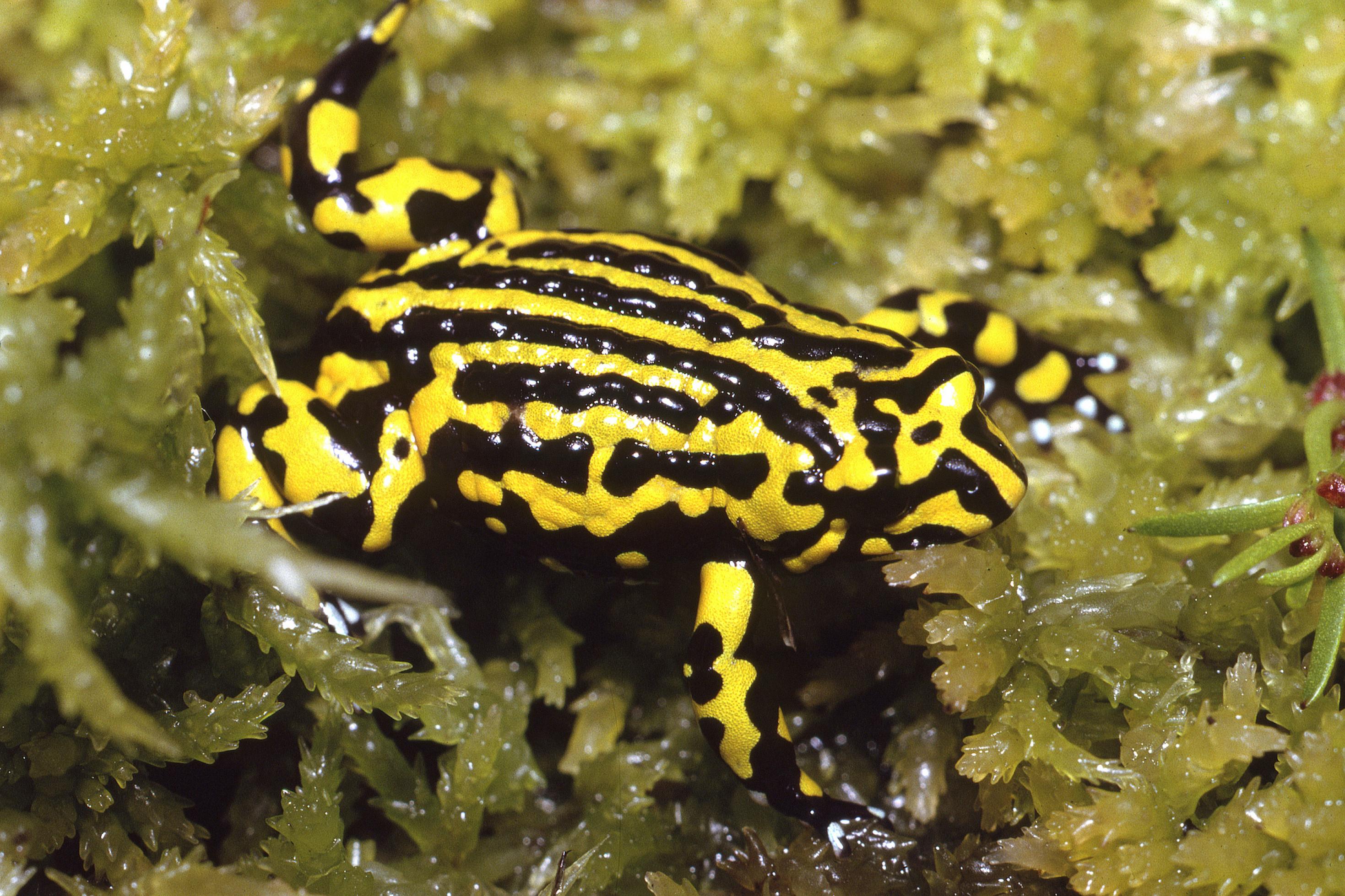 Der Frosch in Alarmfarben auf grünem Moos.