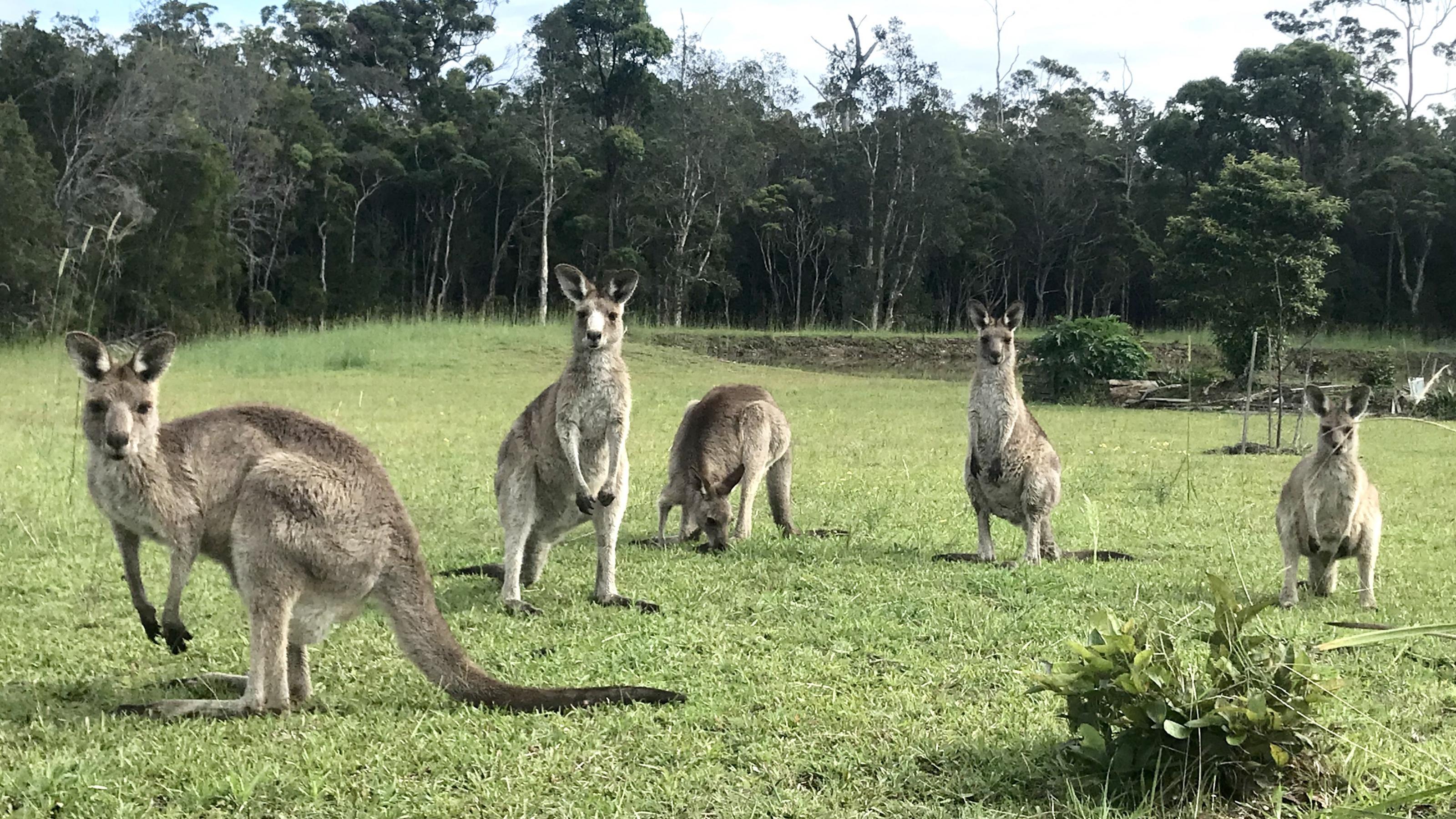 Graue Kängurus lungern auf einer Wiese an der Asutralischen Ostküste. Eastern Grey sind Australiens zweitgrößte Känguru-Art.