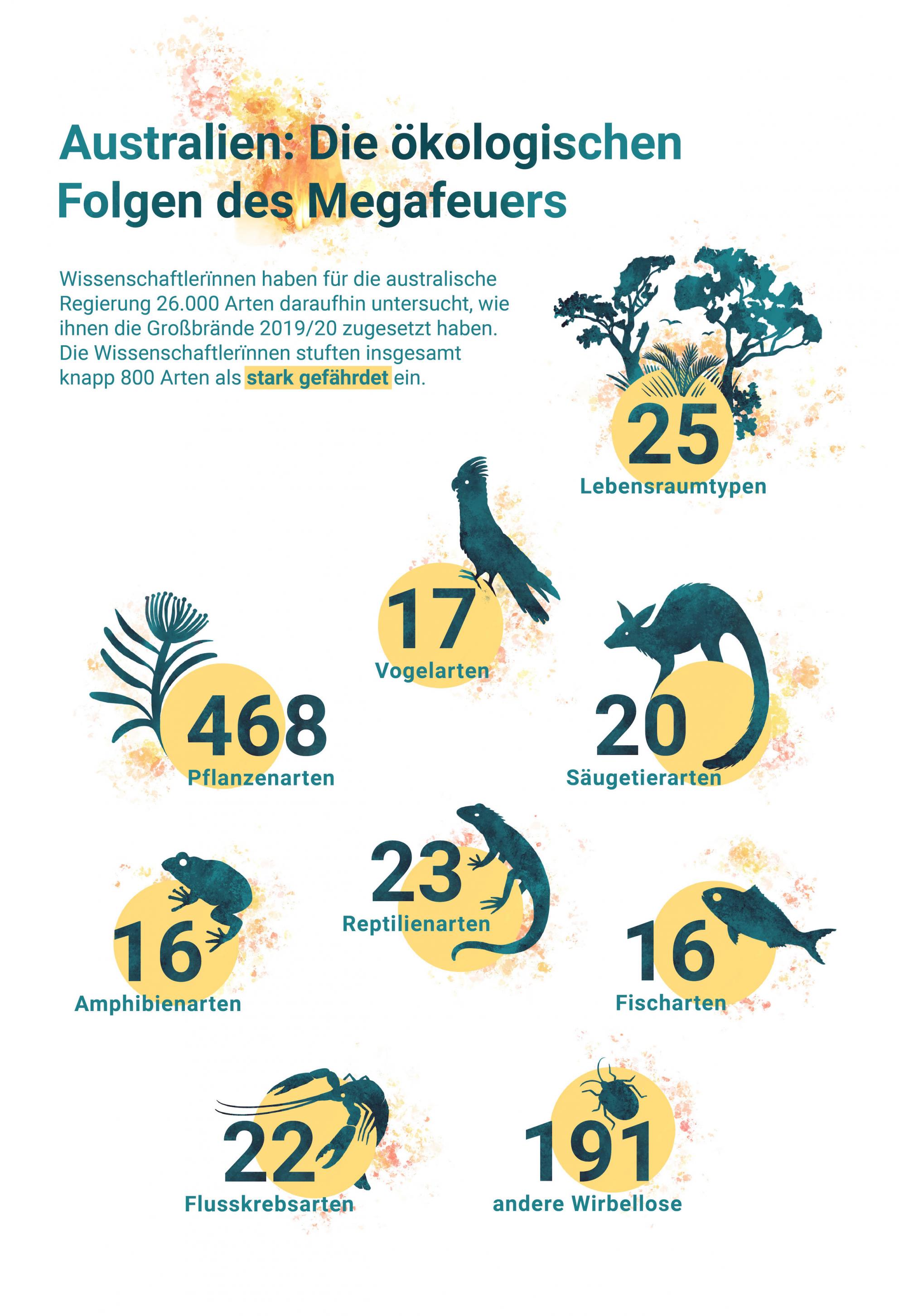 Die Graphik gibt die Zahl der Tier- und Pflanzenarten sowie der Lebensraum-Typen an, die durch das Megafeuer in Existenznot gekommen sind. Das sind zum Beispiel 17 Vogelarten, 25 Lebensraumtypen, 486 Pflanzenarten und je 16 Fisch- und Amphibienarten.