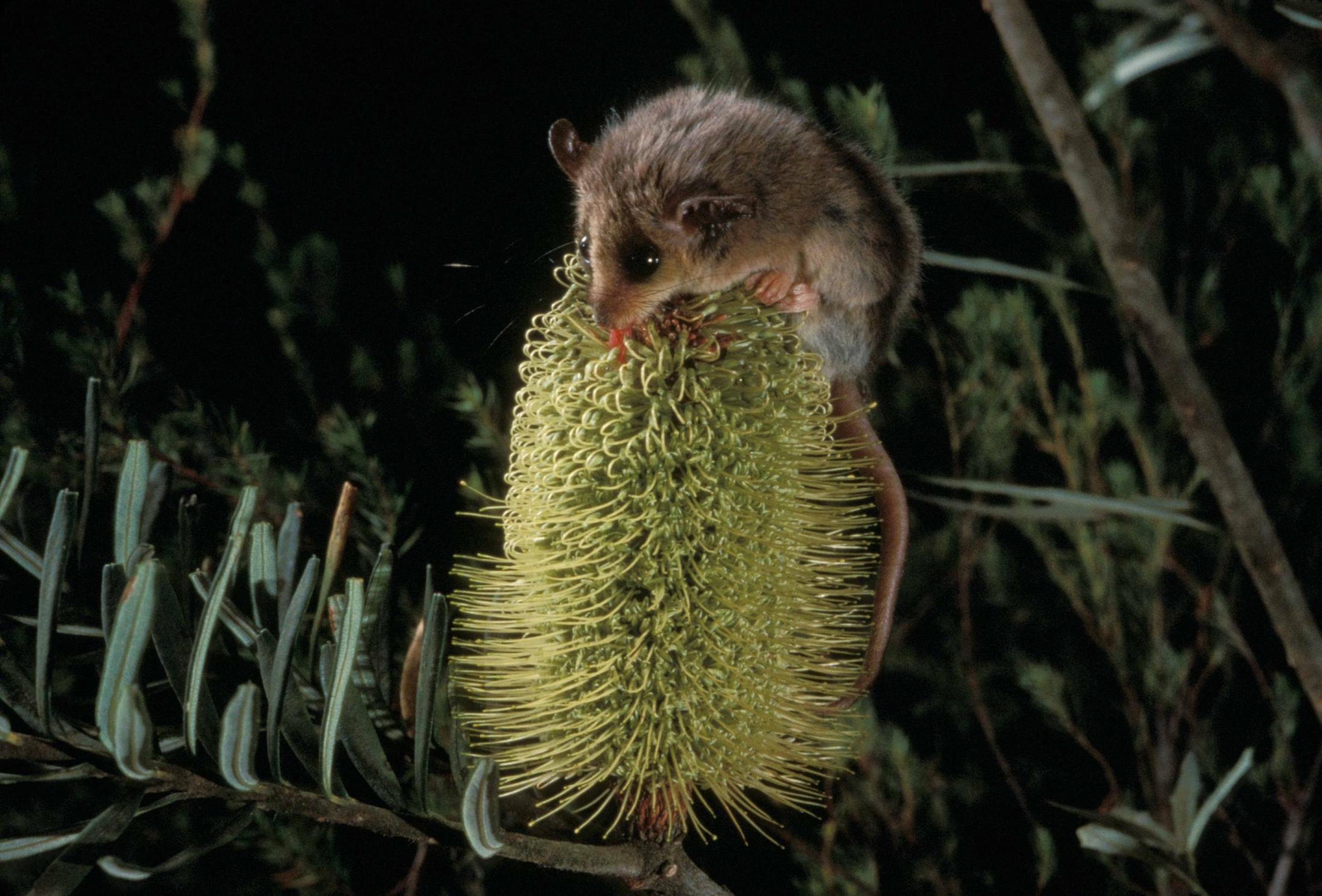 Ein mäuseartiges Zwergpossum sitzt auf der riesigen, zylindrischen Blüte einer Banksie.