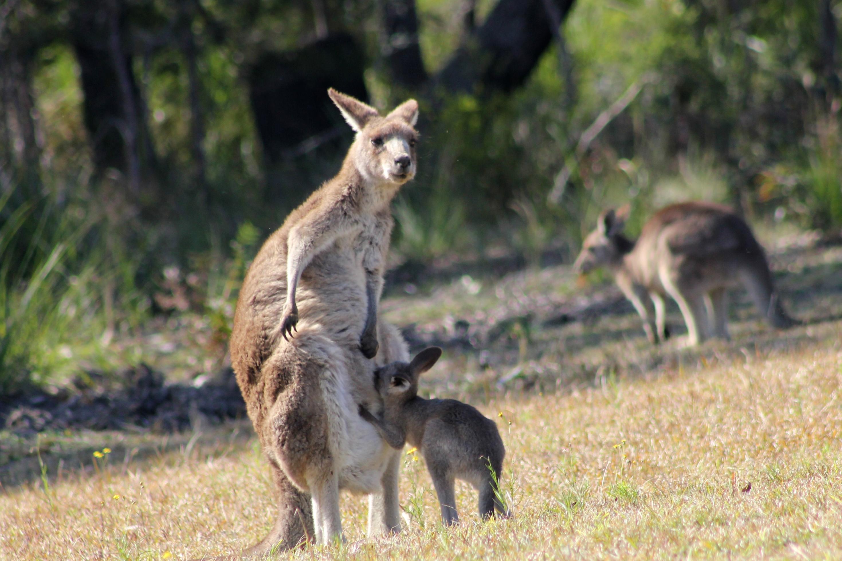 Ein östliches Riesenkänguru mit seinem Joey. Das Jungtier hat den Sprung aus dem Beutel geschafft, aber kehrt noch häufig zur Mutter zurück.