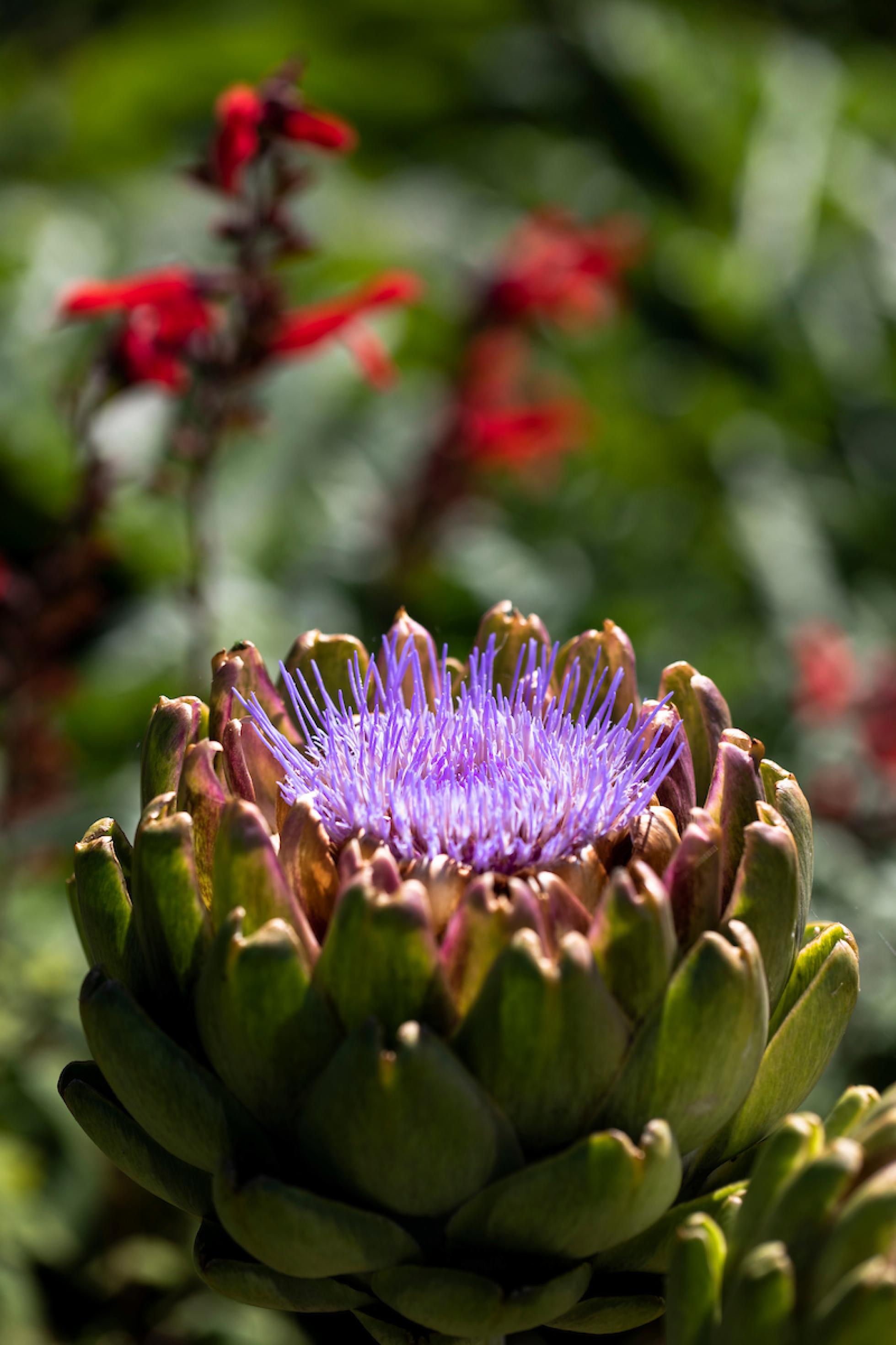 Die violette Blüte einer Artischocke aus dem Garten von Hannah Moloney.