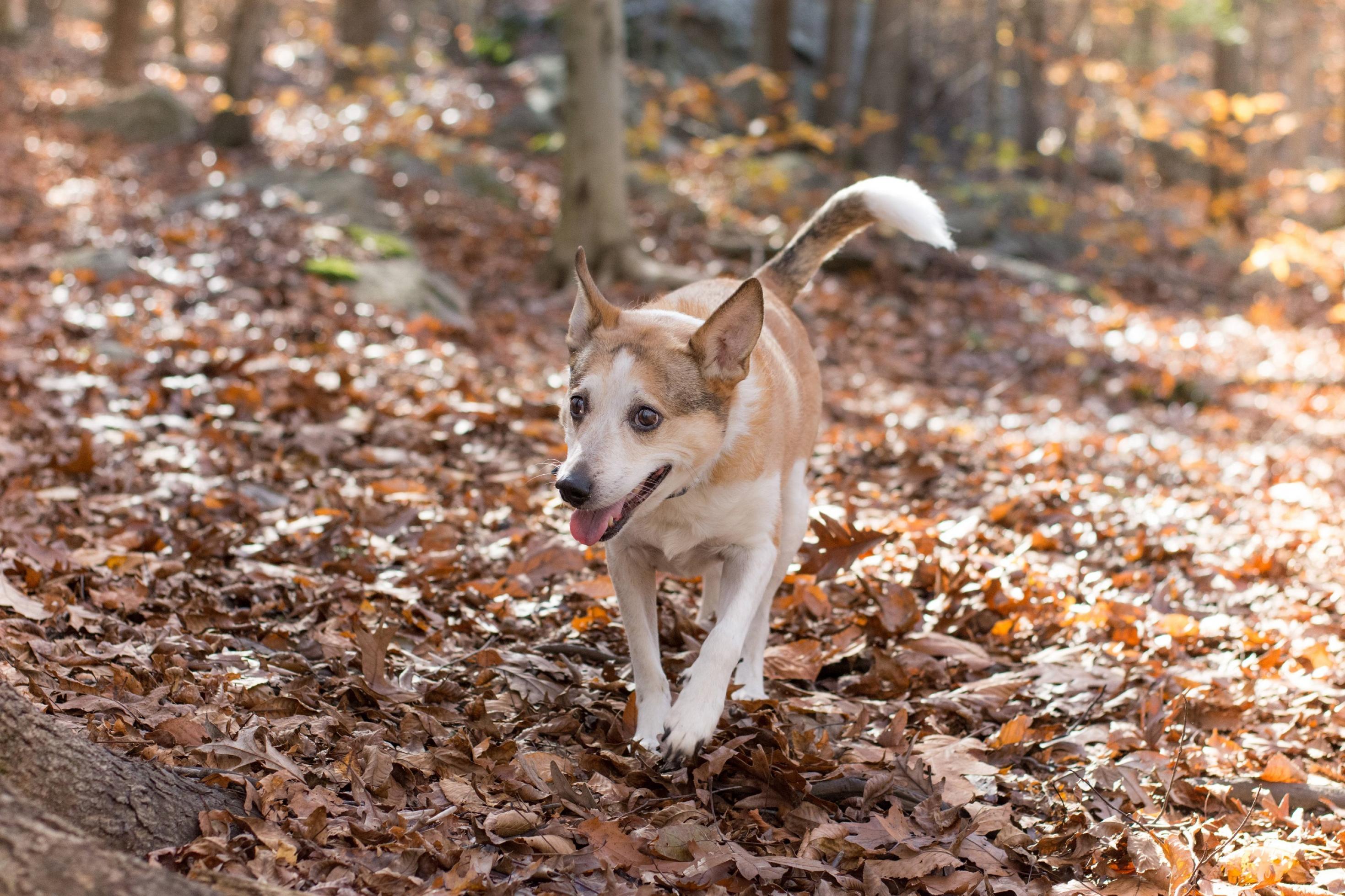 Ein mittelgroßer Hund mit hellbeigem und weißem Fell läuft über einen laubbedeckten Waldboden.