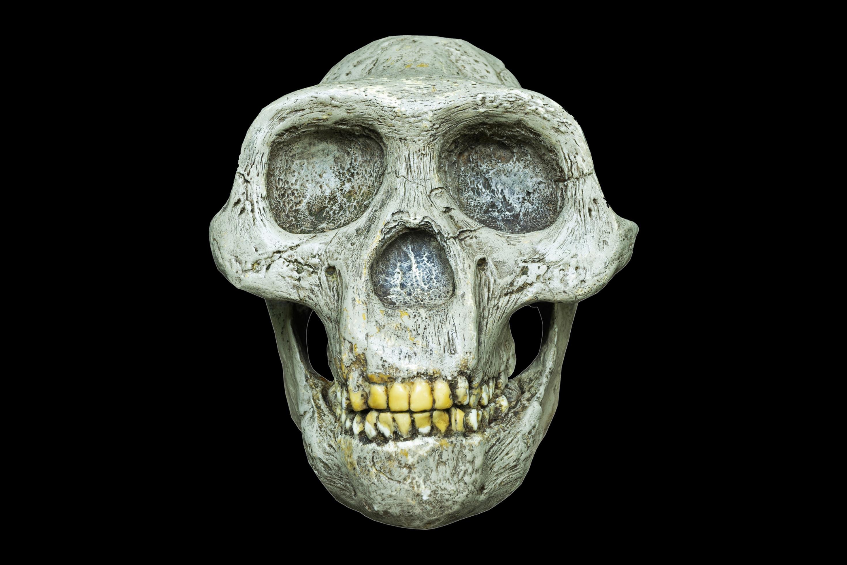 Vor schwarzem Hintergrund ist ein heller, weißlicher Gesichtsschädel zu erkennen, der den Leser frontal anschaut. Statt einer Stirn, wie beim Menschen, findet sich hier ein mächtiger Knochenwulst quer über den Augen, hinter dem der nur kleine Hirnschädel ein wenig aufragt. Auch die Wangenknochen dieser Kreatur, die wissenschaftlich Australopithecus africanus genannt wird, sind stark ausgeprägt, ebenso die Kiefer.