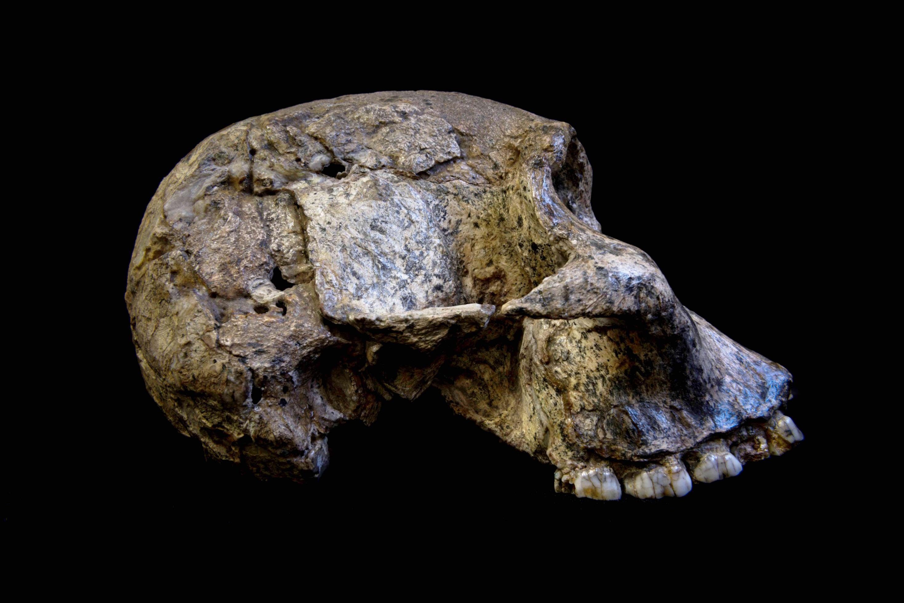 Abgebildet ist der fossile, von der Seite fotografierte Schädel eines Australopithecus africanus. Diese Vormenschen, deren Schädel noch recht stark denen von Schimpansen ähneln, lebten vor 3 bis 2,1 Millionen Jahren in den Savannen Afrikas. In ihrem Stillverhalten waren sie allerdings sehr flexibel, wie Zahnanalysen jetzt erwiesen.