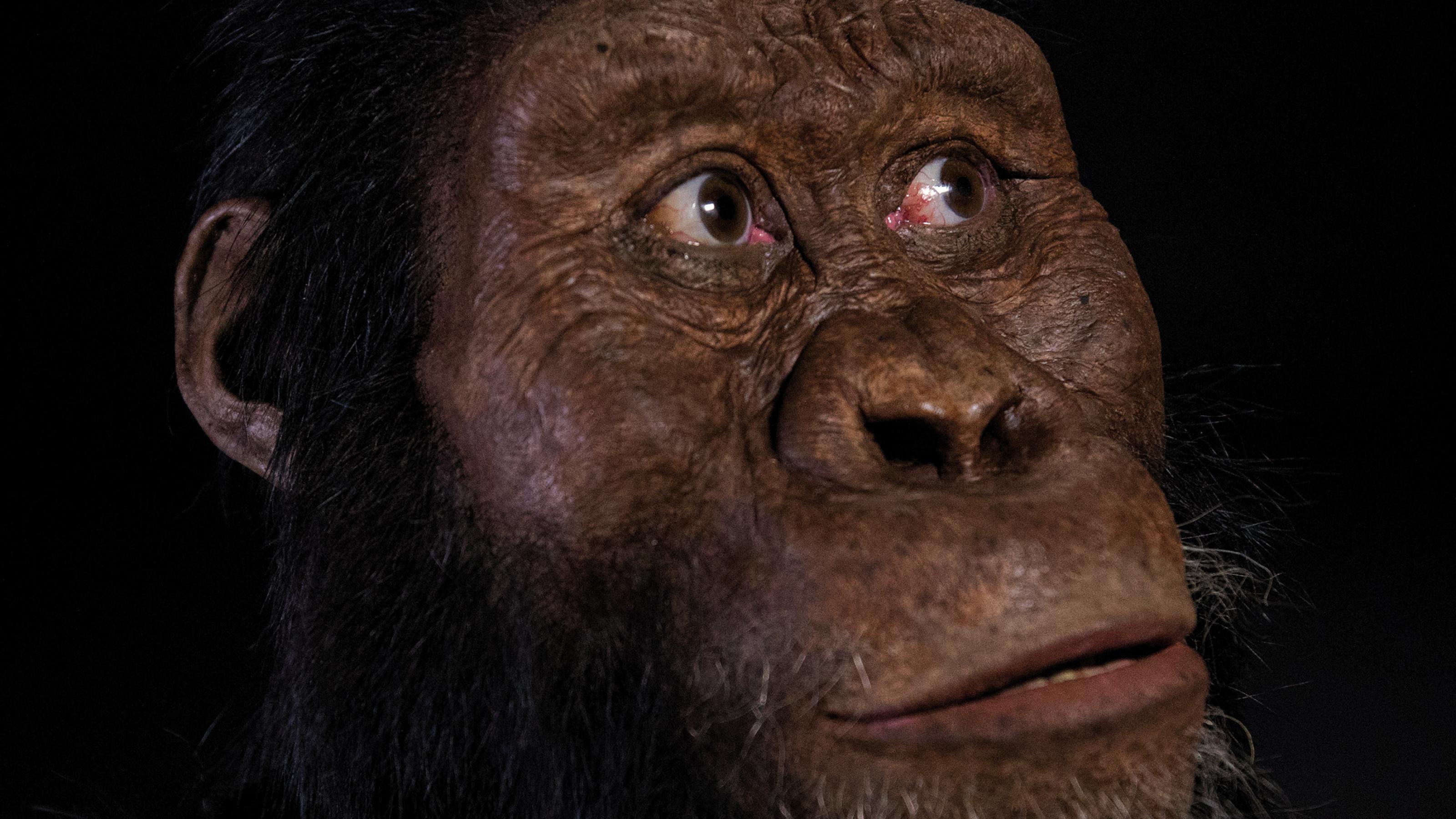 Das Bild zeigt das rekonstruierte Gesicht des Vormenschen Australopithecus anamensis, das wie ein Mischwesen zwischen Affe und Mensch aussah. Die Rekonstruktion hat der Paläo-Artist John Gurche vorgenommen