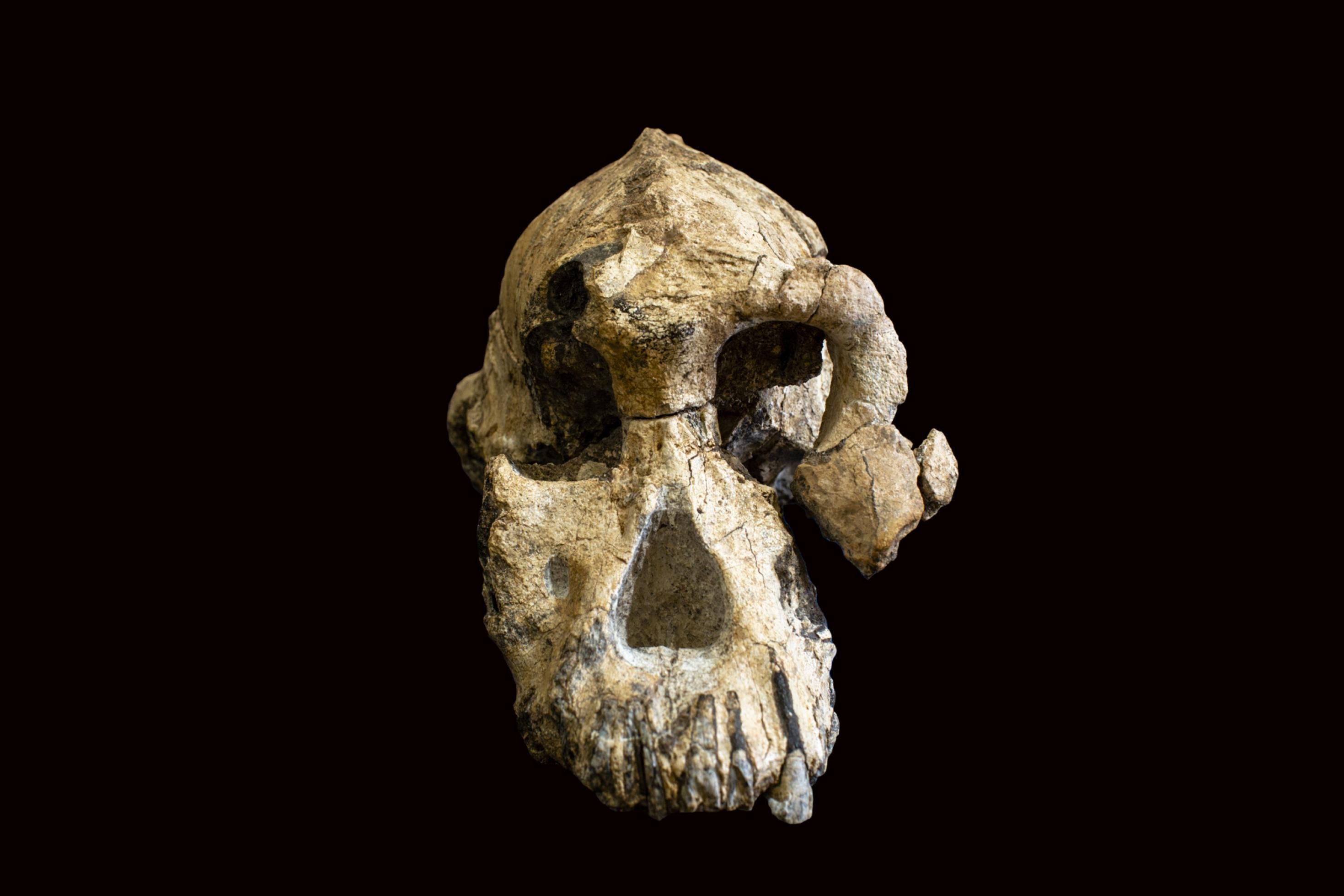 Abgebildet ist die Frontalansicht des 3,8 Millionen Jahre alten Schädels von Australopithecus anamensis. Der Schädel offenbart ein Wesen mit kräftig gebauten Augenhöhlen und ausladenden Wangenknochen. Einen derart vollständigen Schädel eines Vormenschen haben die Forscher bislang selten gefunden