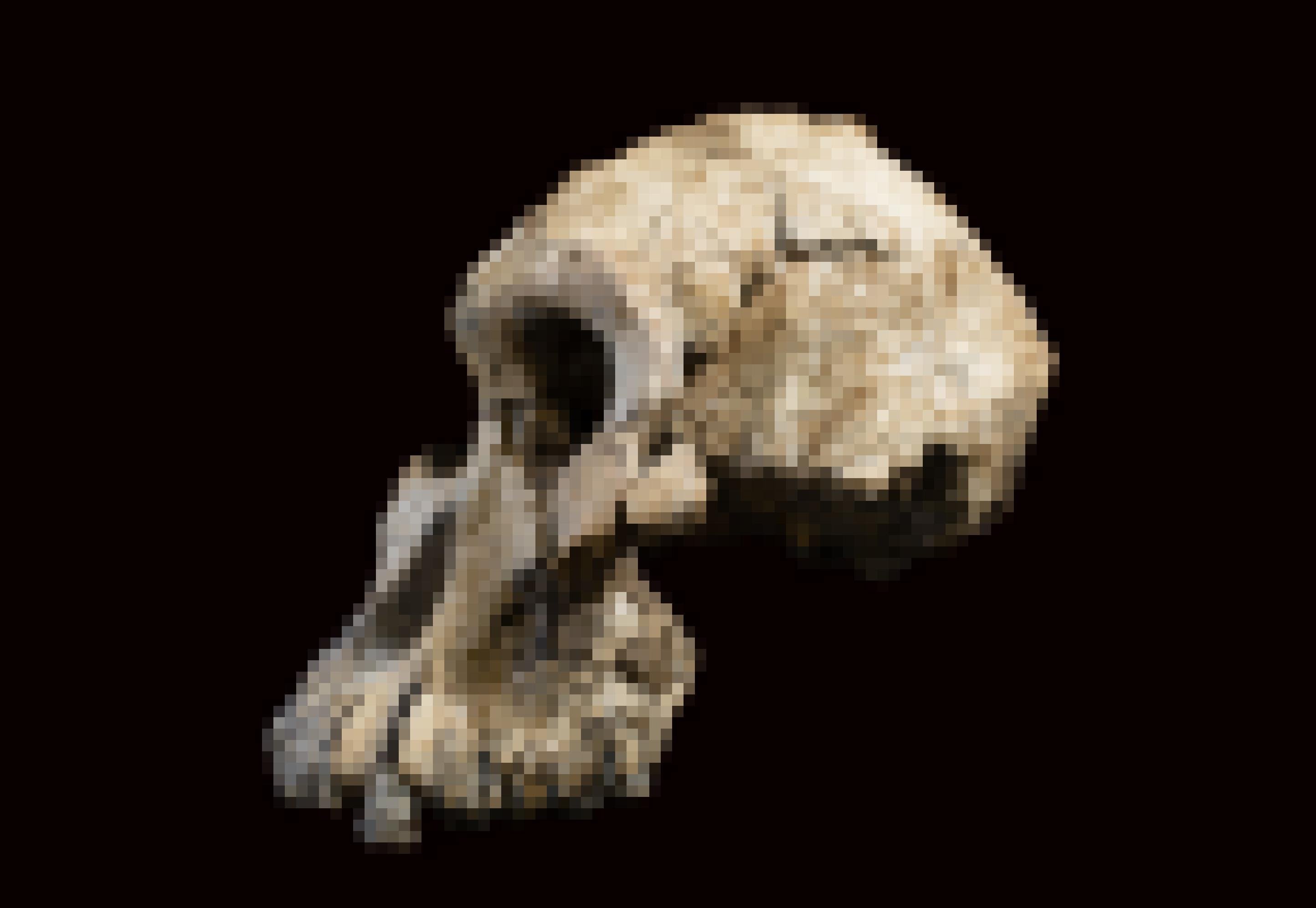 Abgebildet ist die seitliche Ansicht des Schädelfossils von Australopithecus anamensis: Kräftig gebaut waren Kiefer und Zähne des Vormenschen, doch besaß er nur ein kleines Gehirn und sein Schädel war schmal und länglich.