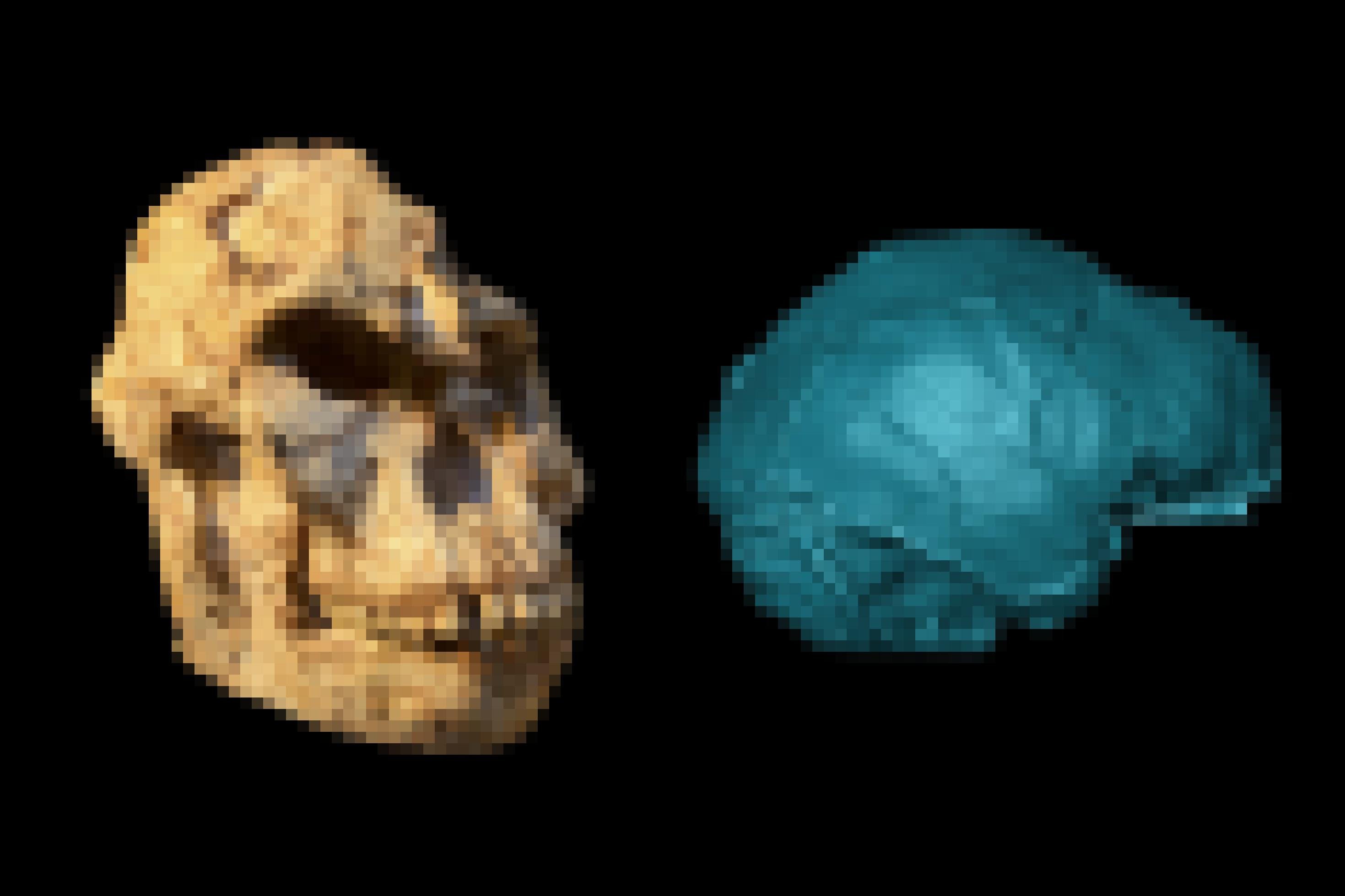 Links ist ein versteinerter, etwas verformter Schädel mit großen, vorstehenden Kieferpartien, Knochenwülsten über den Augen zu sehen, rechts die blau eingefärbte Darstellung eines Gehirnabgusses.