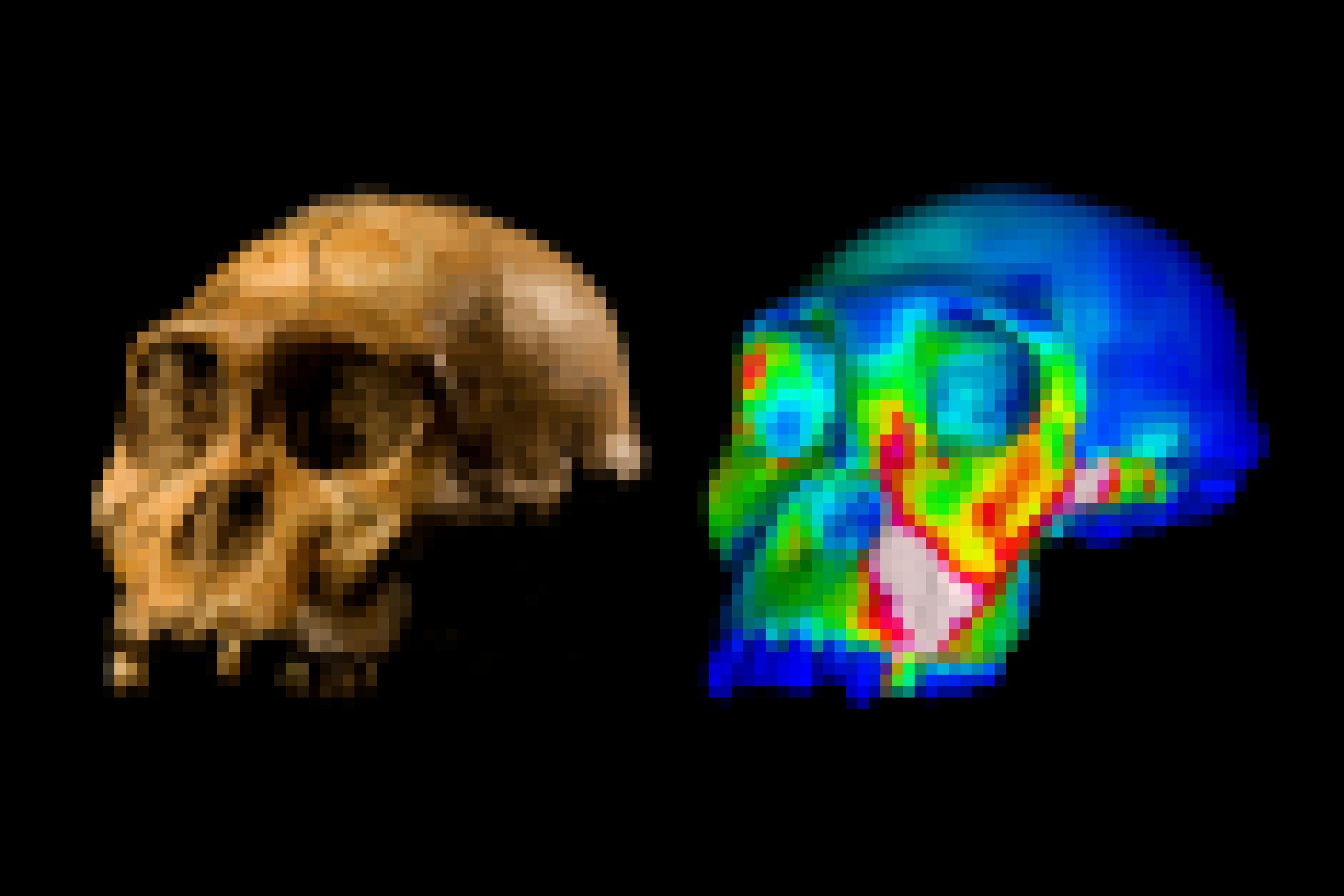 Links ist ein fossiler Schädel ohne Unterkiefer zu sehen, halb von vorne und halb von der linken Seite gezeigt. Rechts daneben findet sich eine simulierte Darstellung desselben Schädels, in dem verschiedene Bereiche farbig dargestellt sind: Der Hirnschädel etwa dunkelblau, das Gesicht überwiegend grünlich, über den Vorbackenzähnen sowie dem Wangenknochen jedoch gelb und rot.