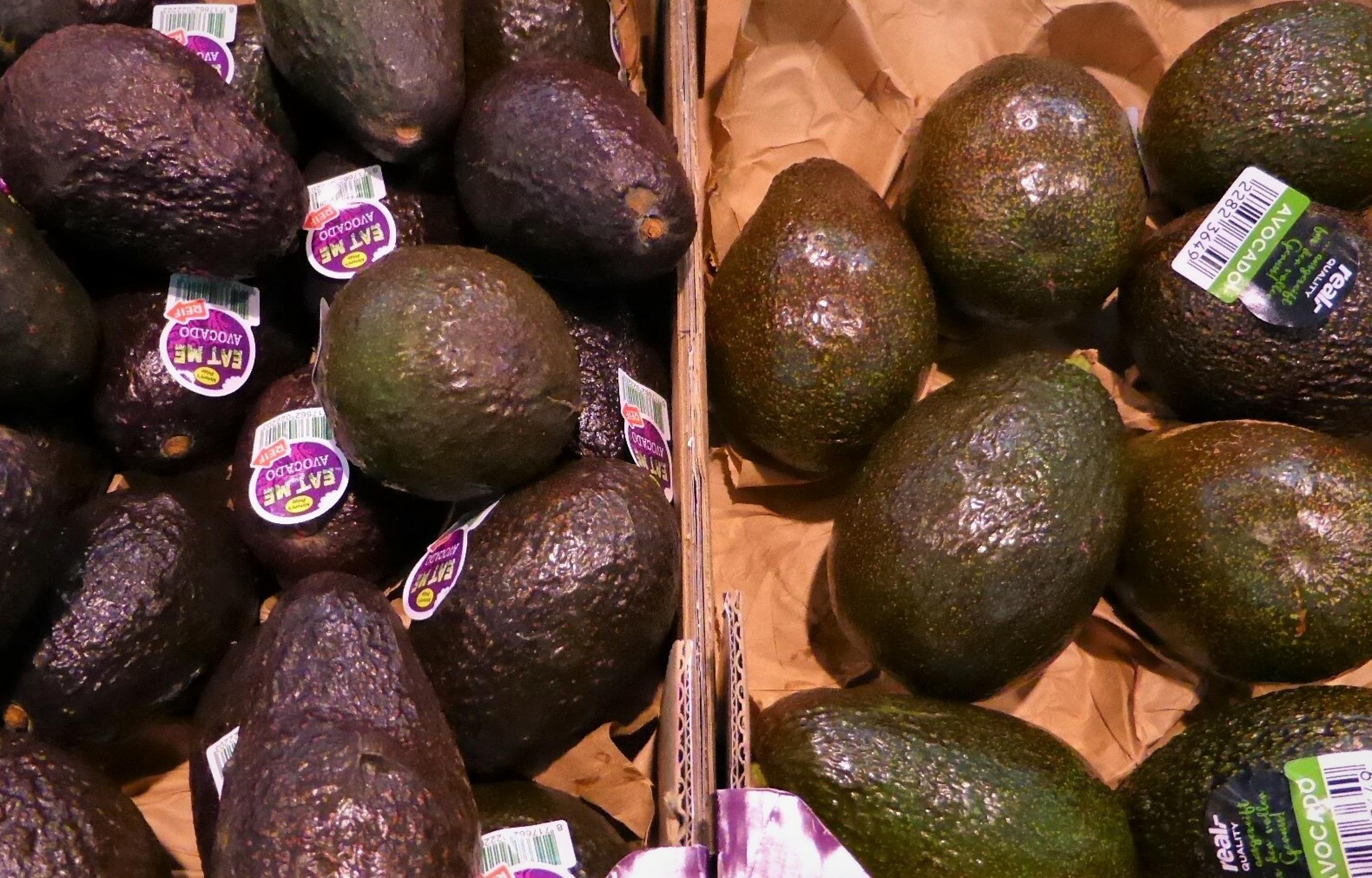 Zwei verschiedene Avocado-Sorten in Nahaufnahme einer Fruchtauslage.