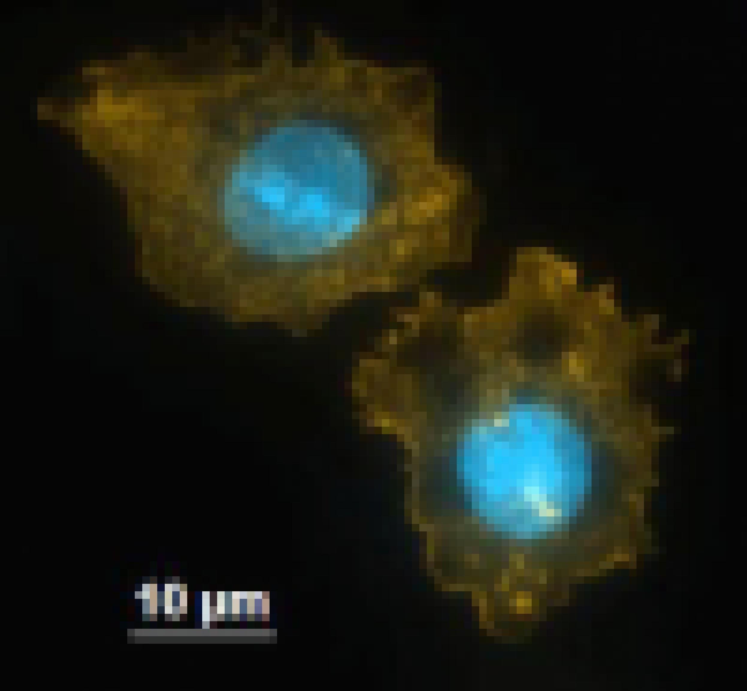Zwei aktivierte B-Zellen und dem Mikroskop.