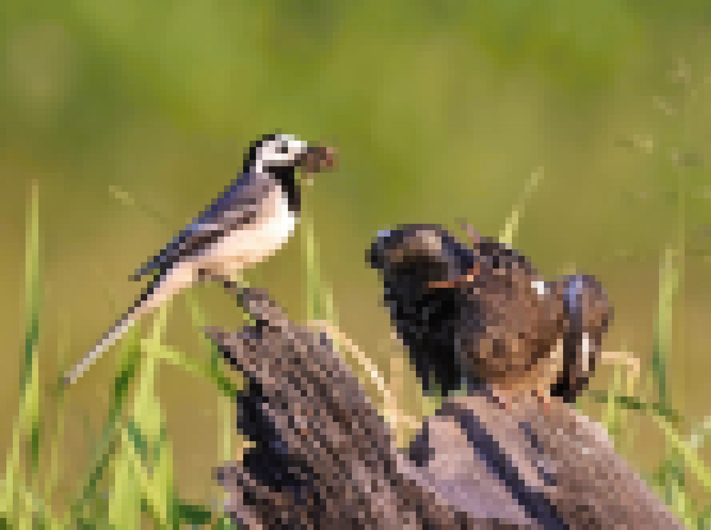 Bachstelze sitzt mit Insekten im Schnabel vor jungem Kuckuck