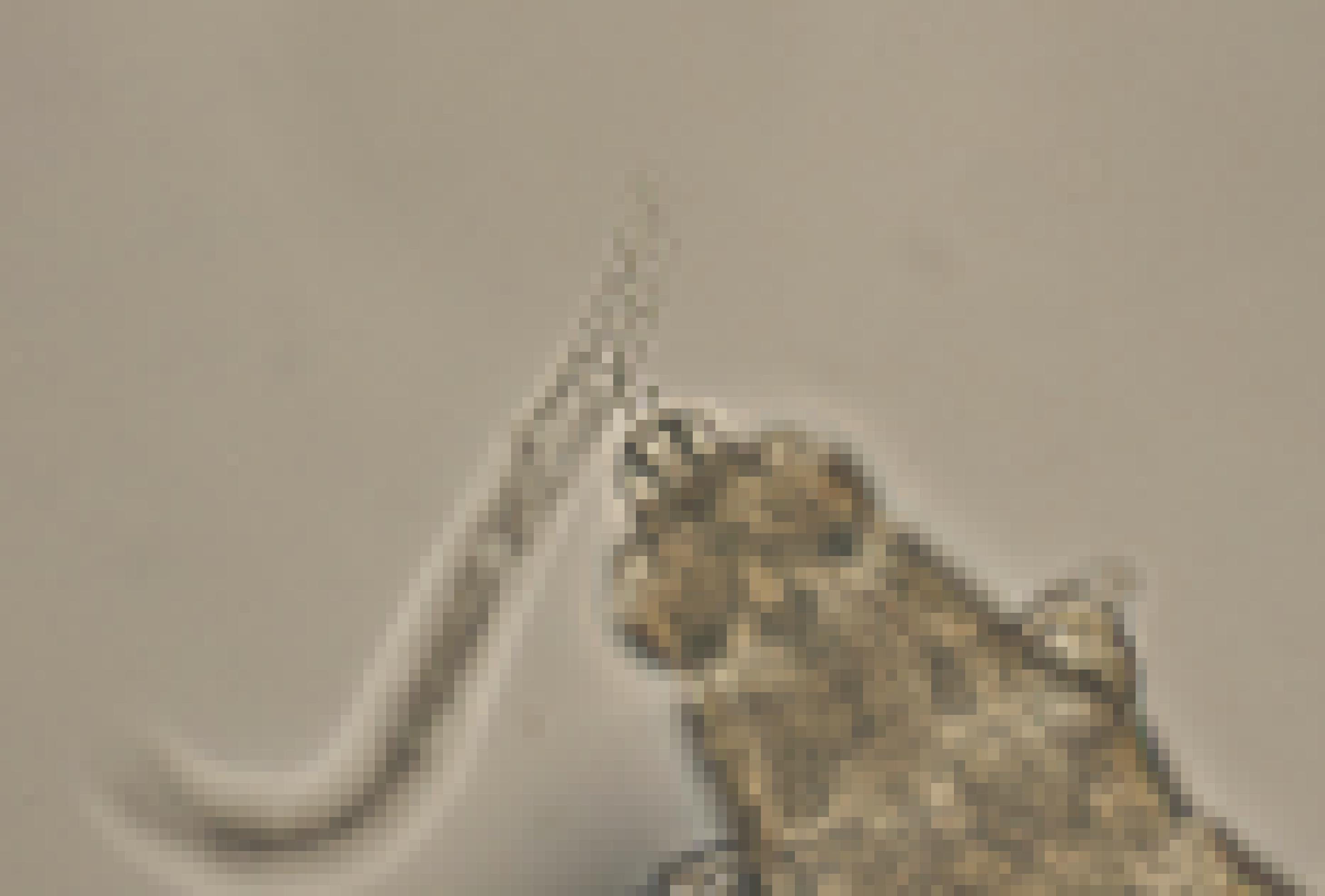 In einer lichtmikroskopischen Aufnahme sieht man, wie ein Bärtierchen einen Fadenwurm vor dem Kopf hat.