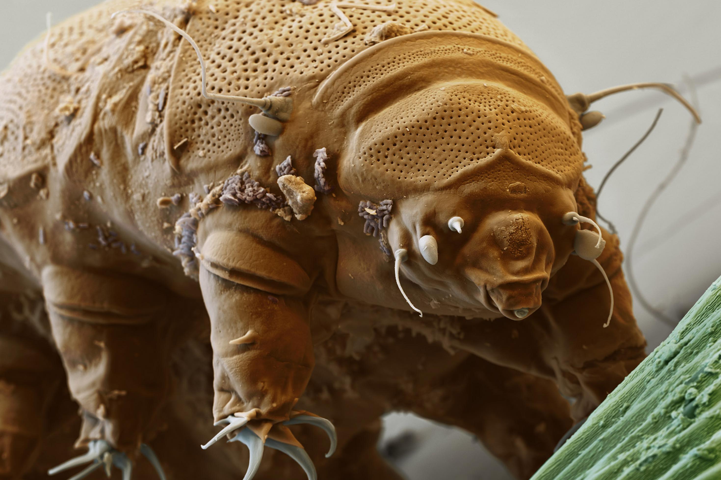 Das Bärtierchen Echiniscus granulatus unter dem Rasterelektronenmikroskop in 1200-facher Vergrößerung.