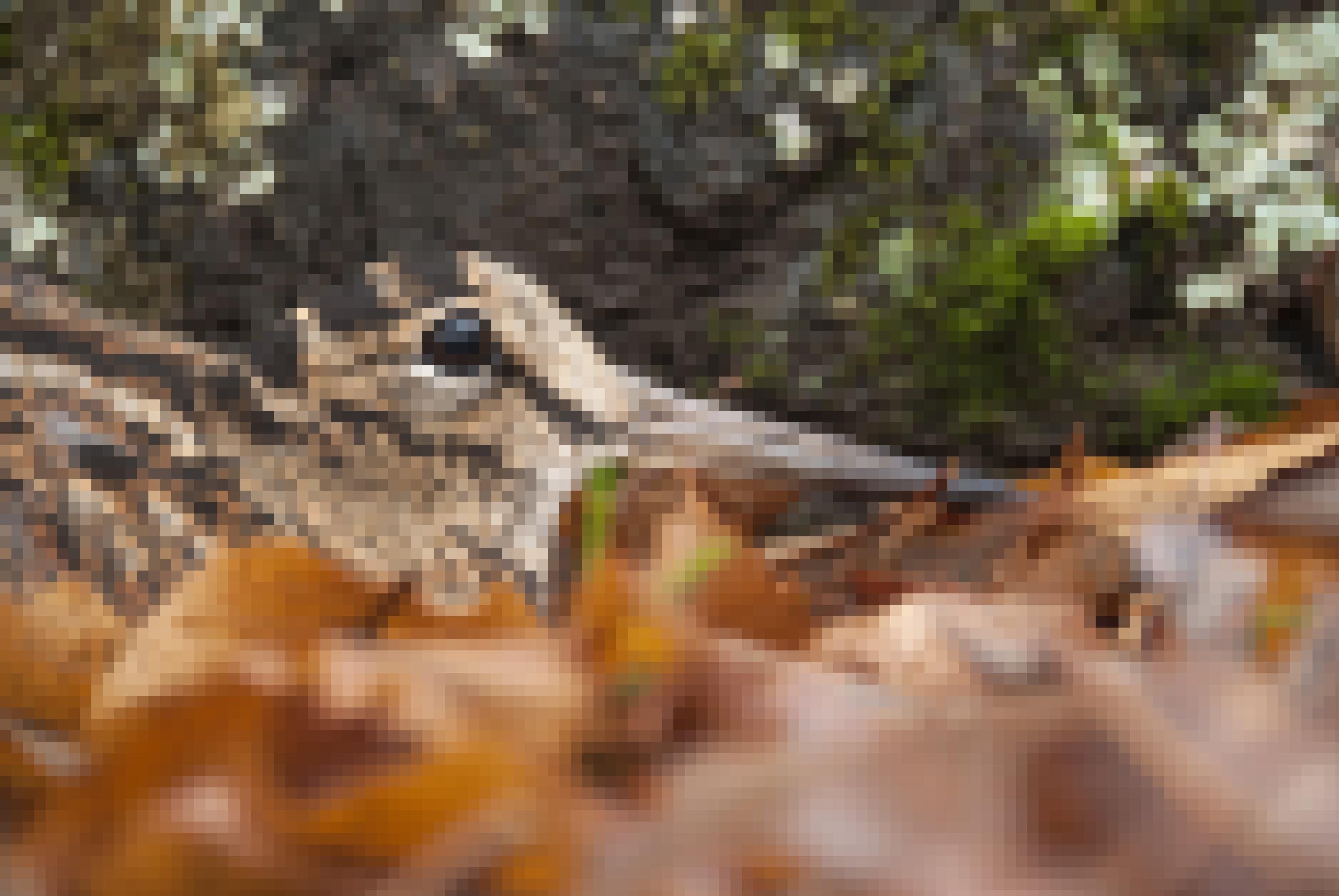 Eine Waldschnepfe sitzt gut getarnt zwischen braunen Blättern auf dem Waldboden.