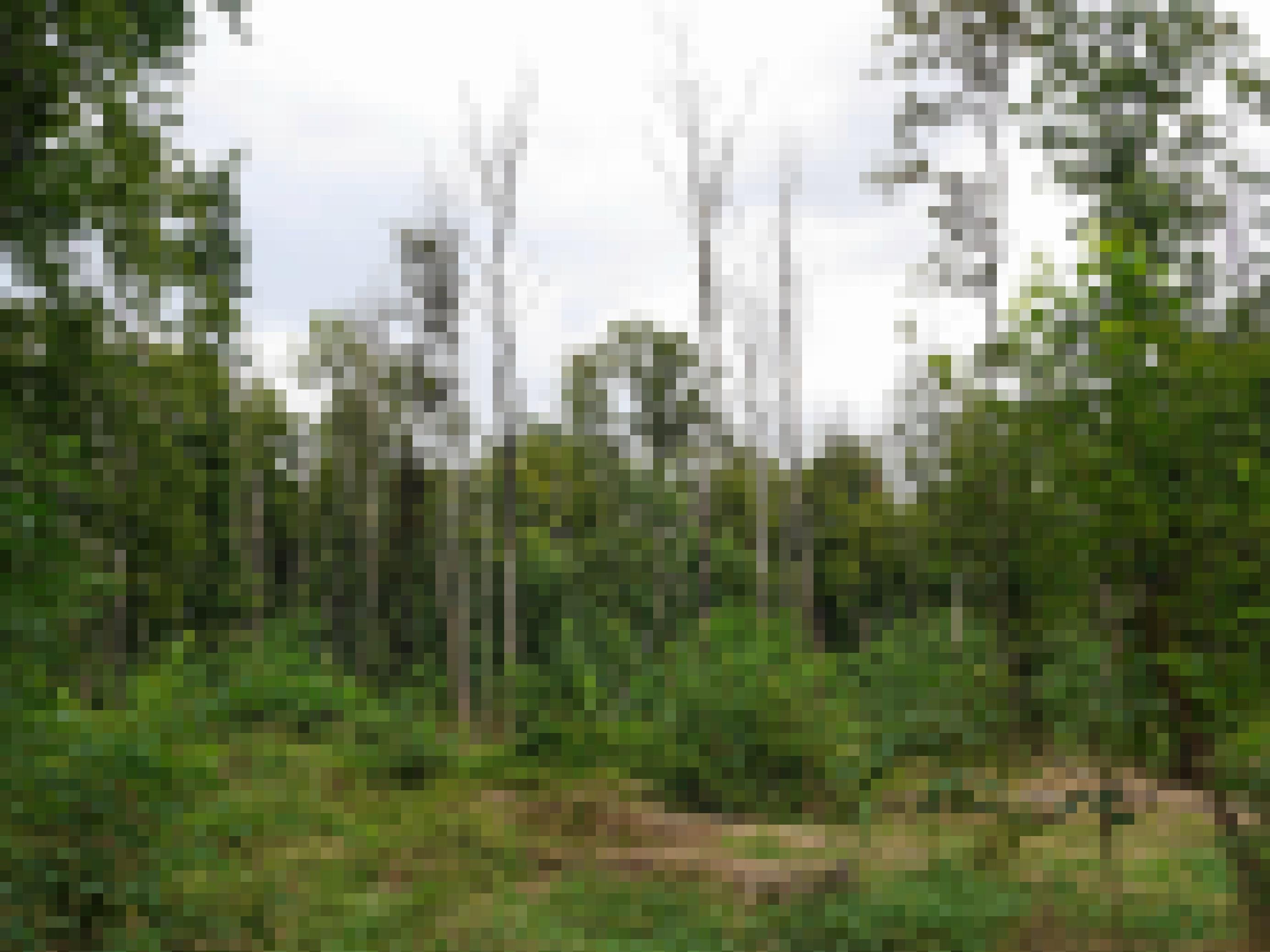 tote Baume ohne rinde stehen mit grauen Stämmen in einem Wald