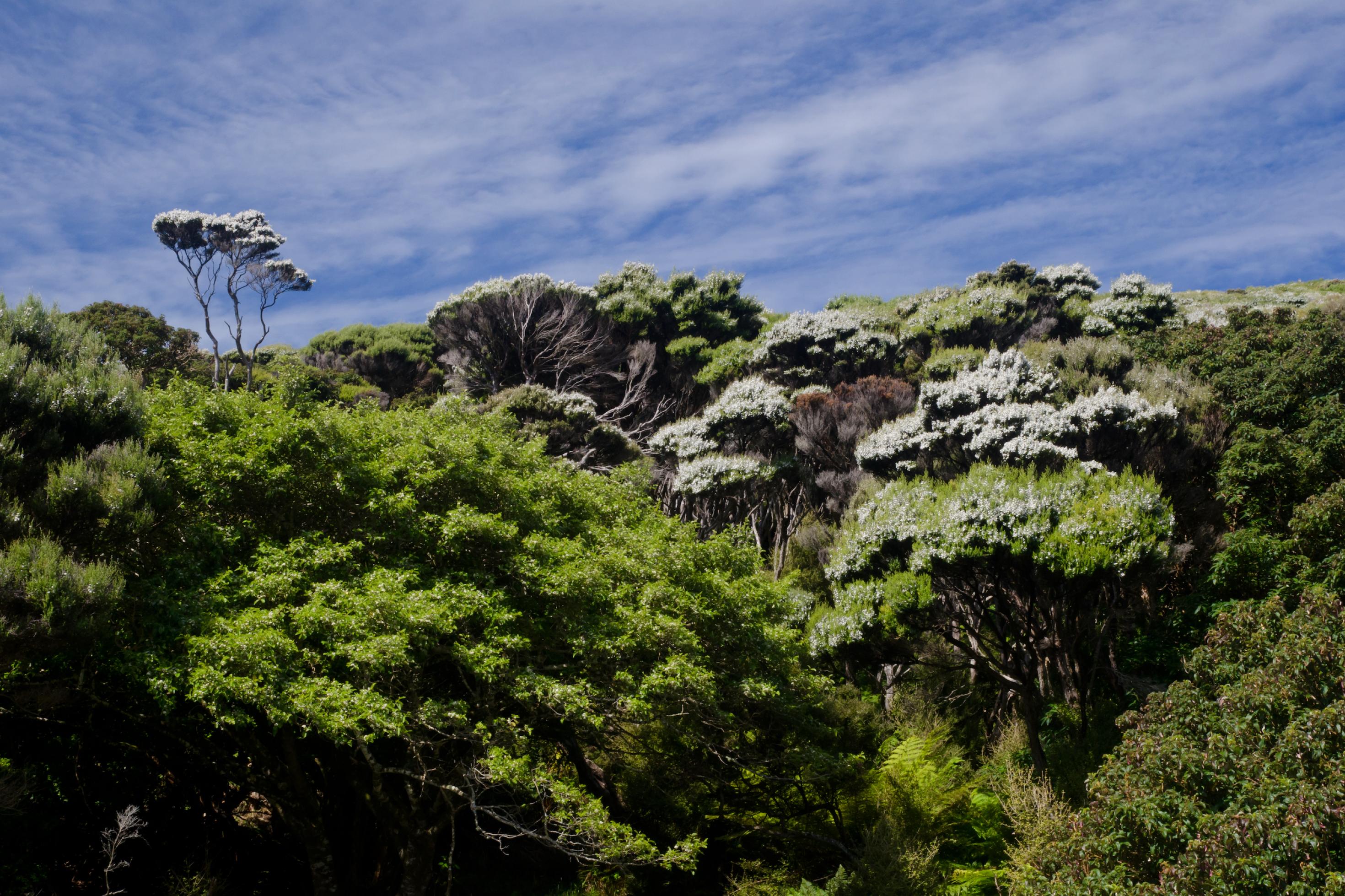 Anblick des temperierten Regenwalds von Neuseeland mit weiß blühenden Bäumen.