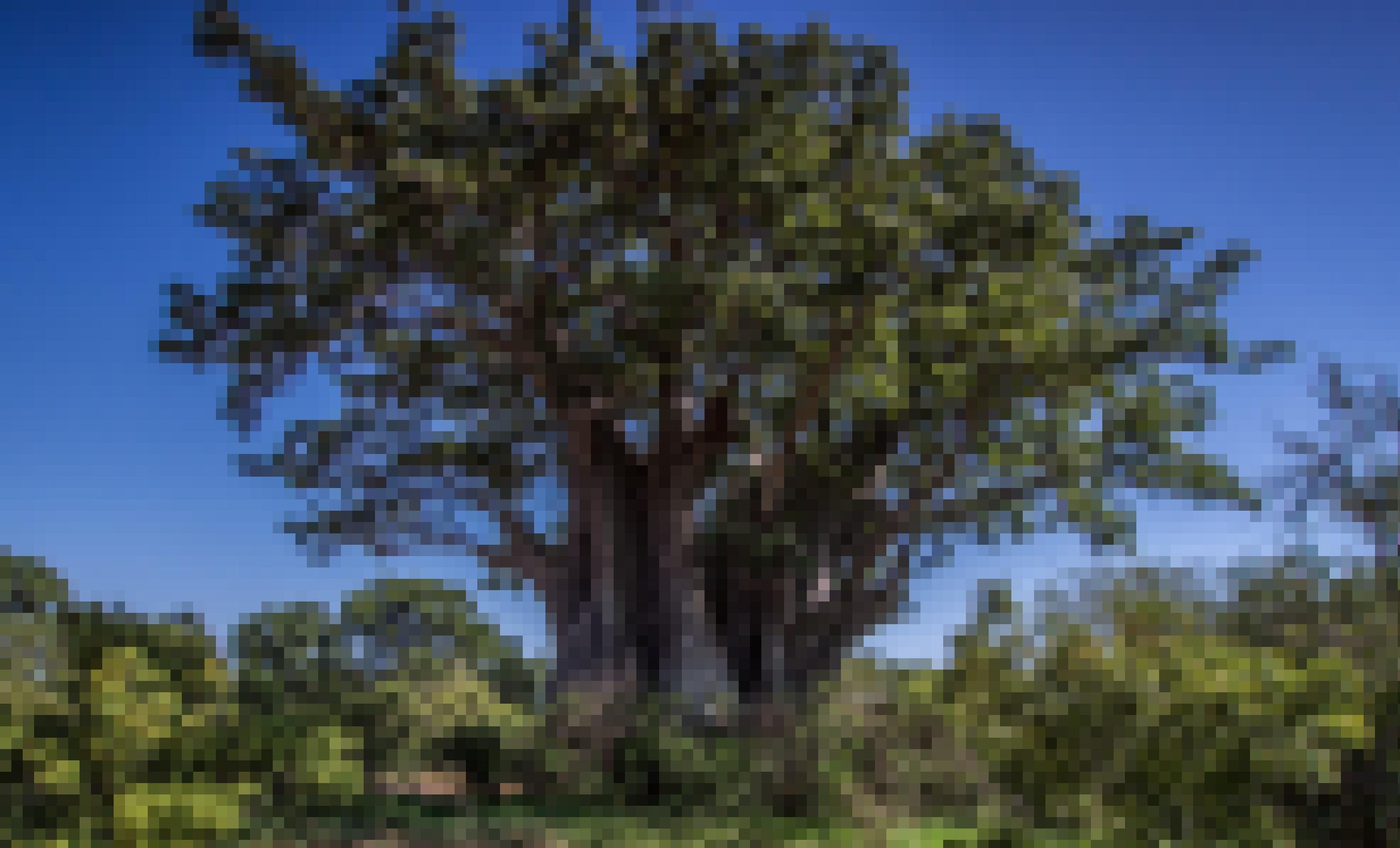 Das Foto zeigt einen Baobab-Baum mit seinem typischen, dicken Stamm. Die Krone trägt Laub, was selten ist.