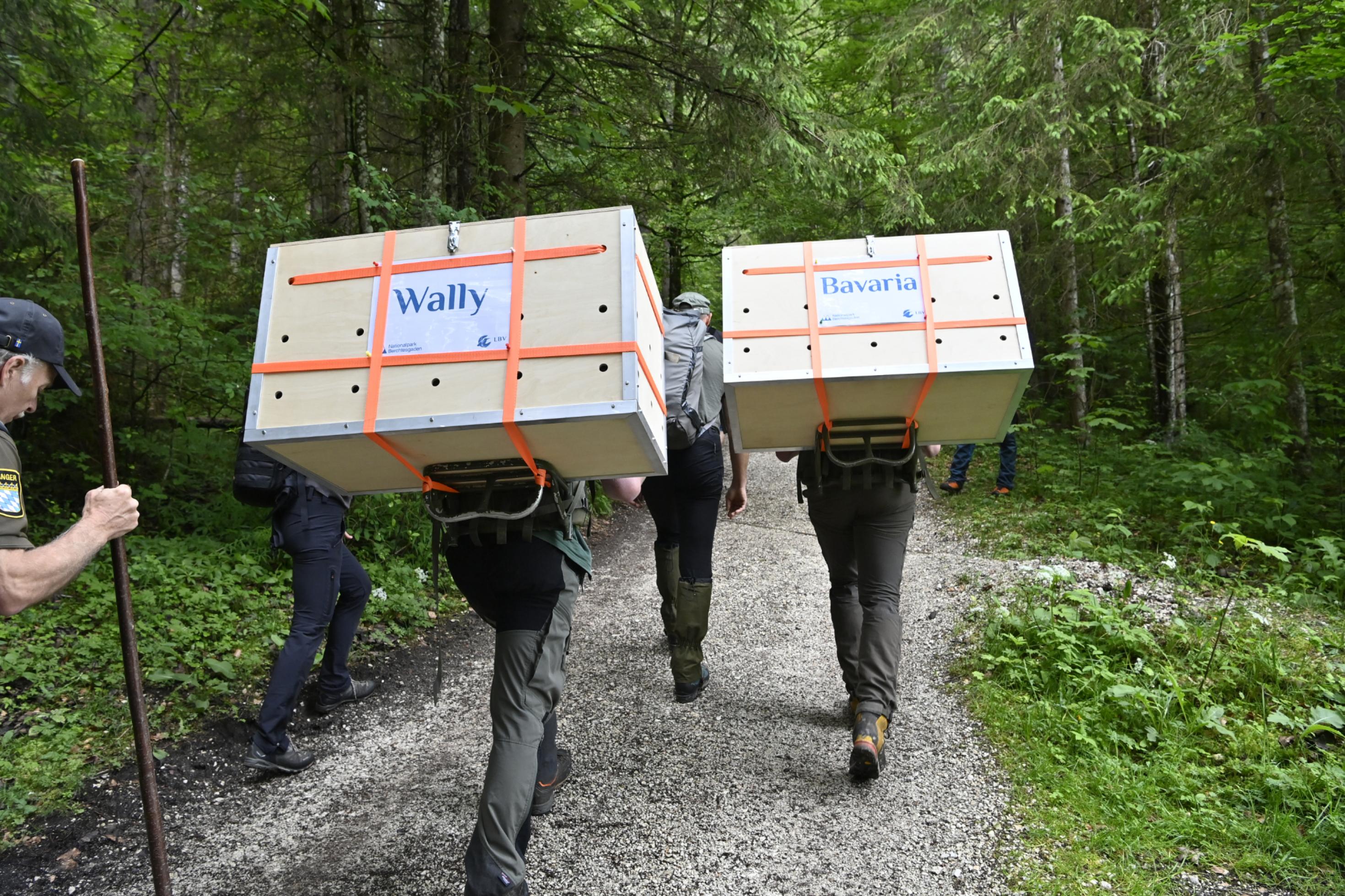 Träger mit schweren Transportkisten mit den Geiern auf einem steilen Pfad. Die Kästen sind mit den Namen der beiden Geier gekennzeichnet.