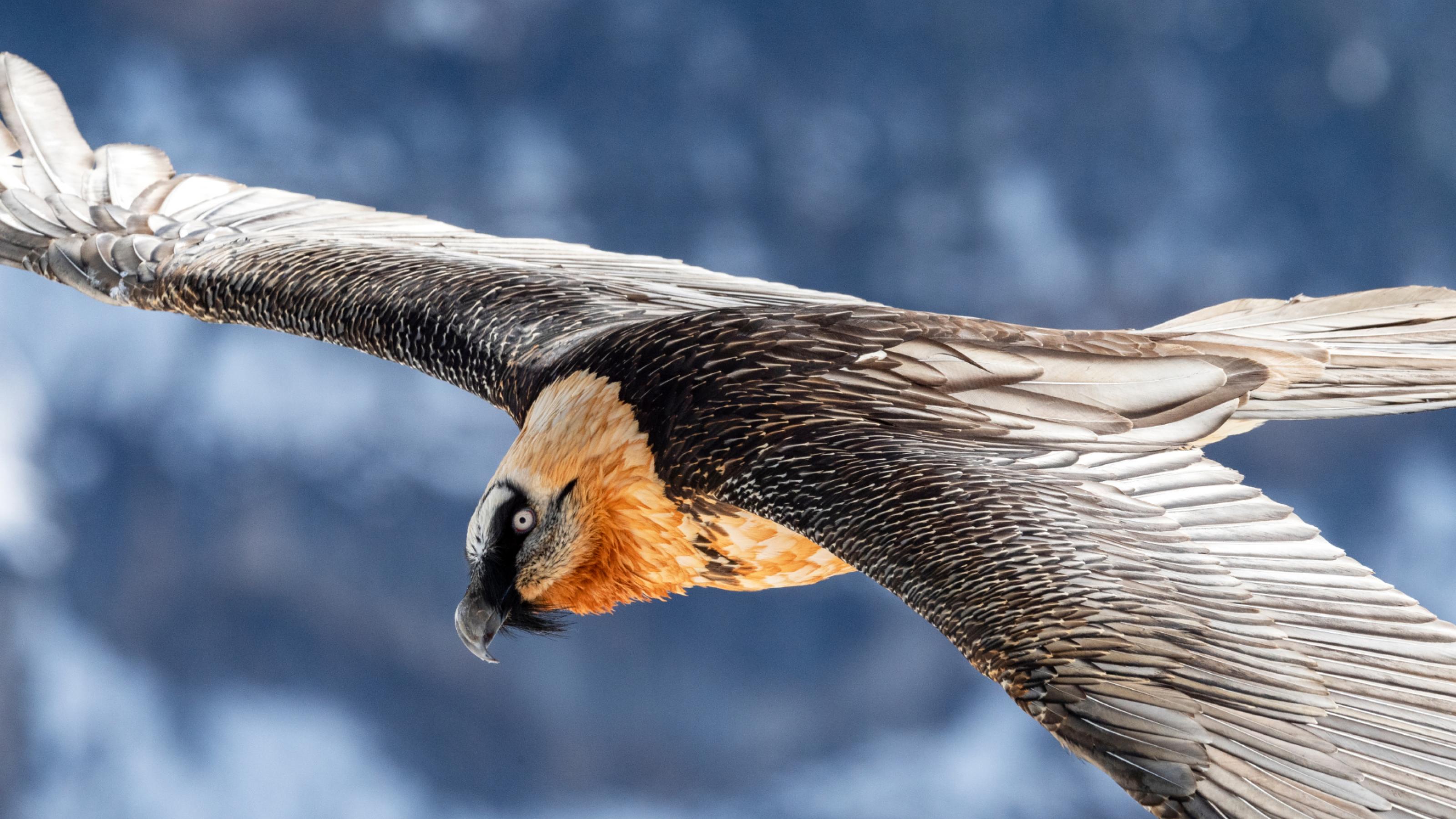 Bartgeier im Flug herabblickend