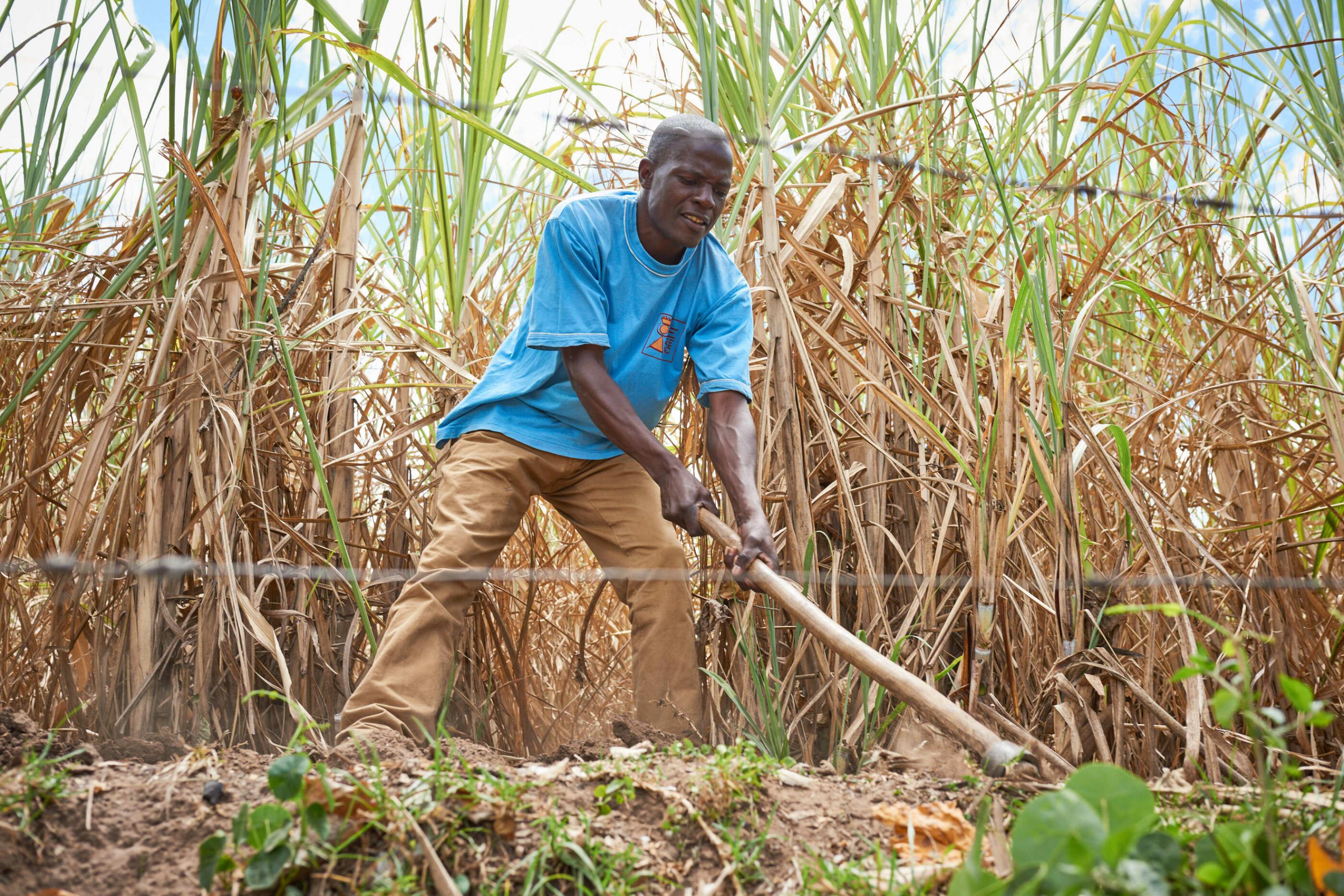 Ein Bauer in Kenia bearbeitet mit einer Hacke den Boden eines kleinen Maisfeldes.Er trägt ein blaues Hemd und eine braune Hose. Die hacke hat einen langen Holzstiel. man kann sich vorstellen, dass die arbeit sehr anstrengend ist in der Hitze. Hinter dem Mann wachsen hohe Maispflanzen, die etwas trocken aussehen.