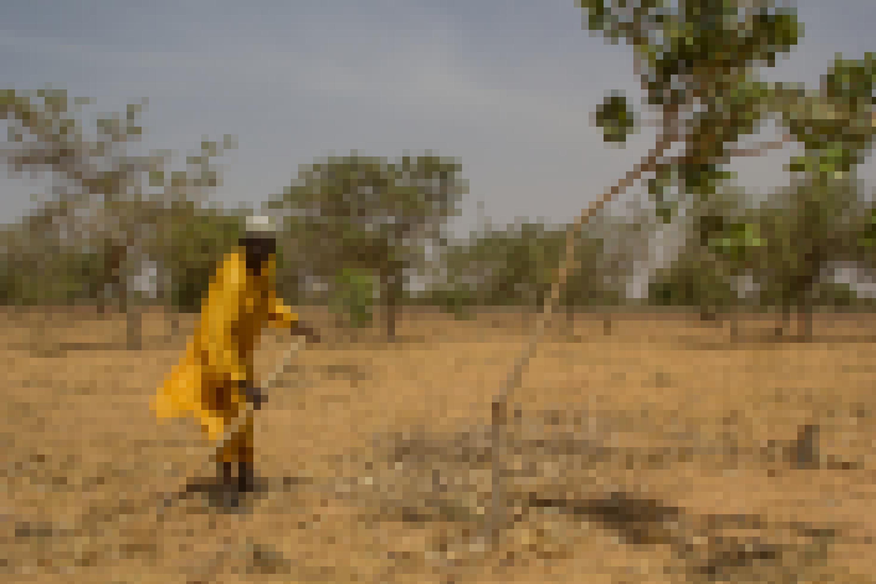 Auf einem braunen Feld arbeitet der nigrische Bauer Mahamoud Kader Goni nach der FMNR-Methode.