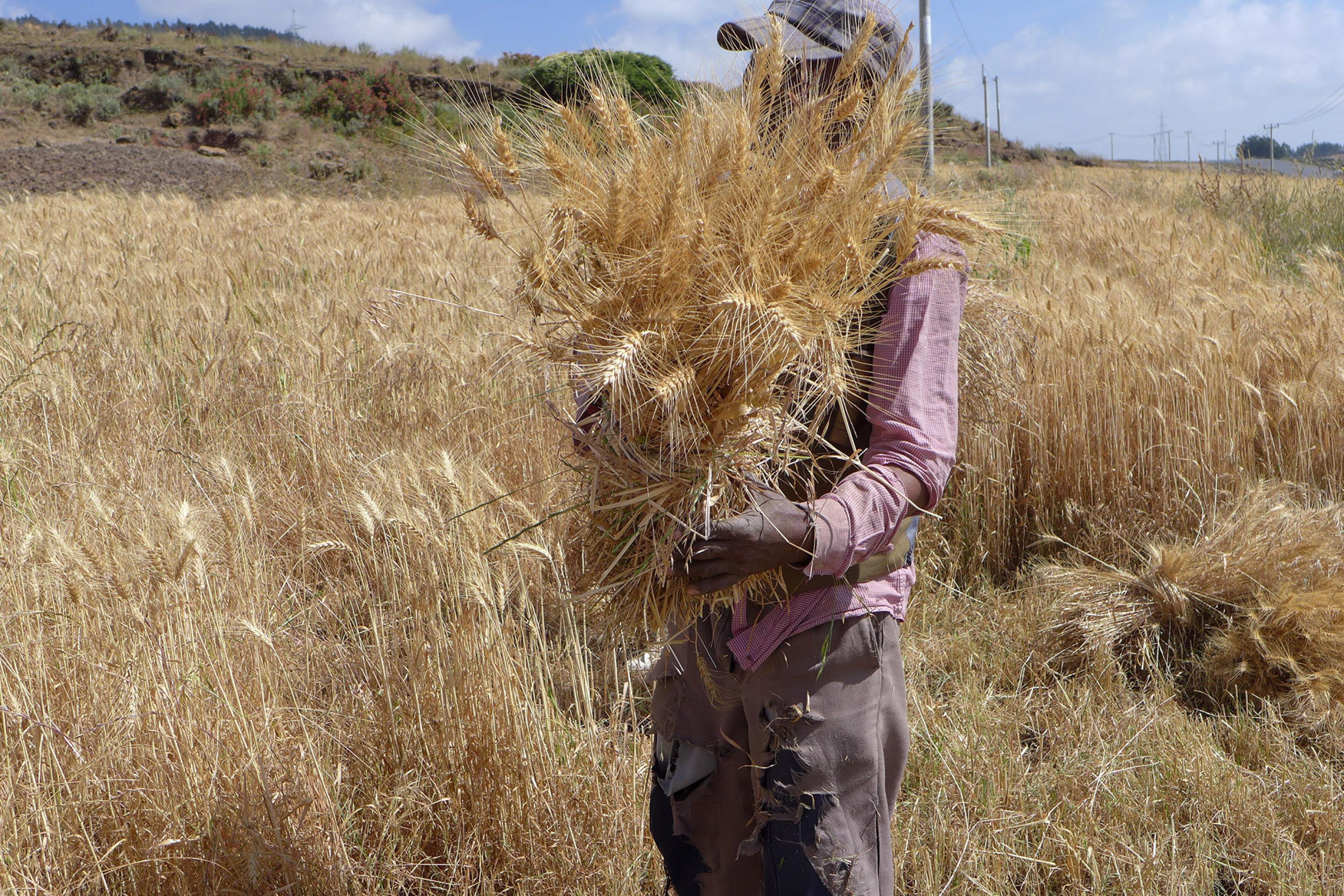 Ein Bauer in Äthiopien bindet eine Garbe Weizen.