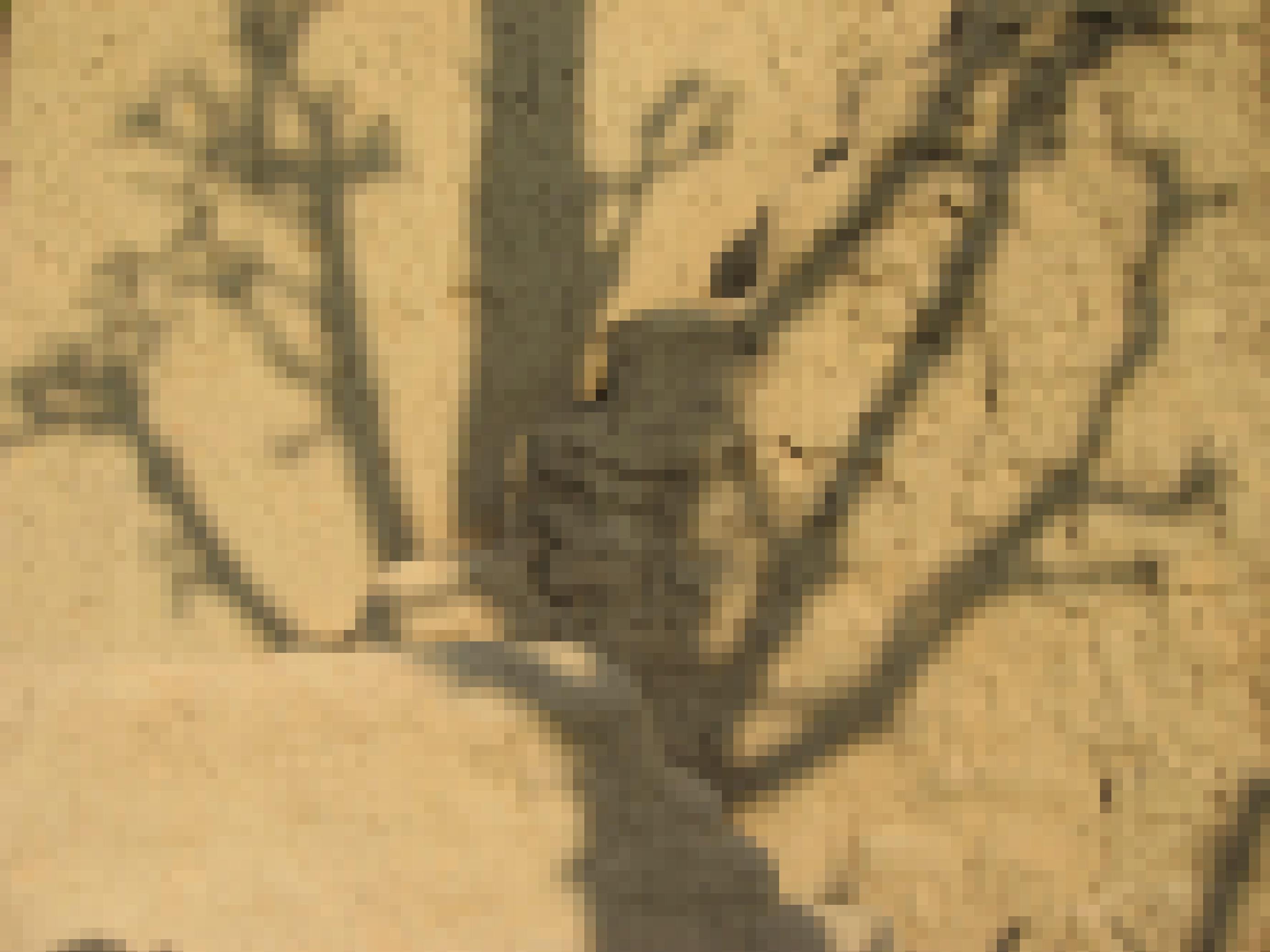 Auf der vor Trockenheit rissigen Lehmwand eines Hauses ist der Schatten eines entlaubten Baumes zu sehen.