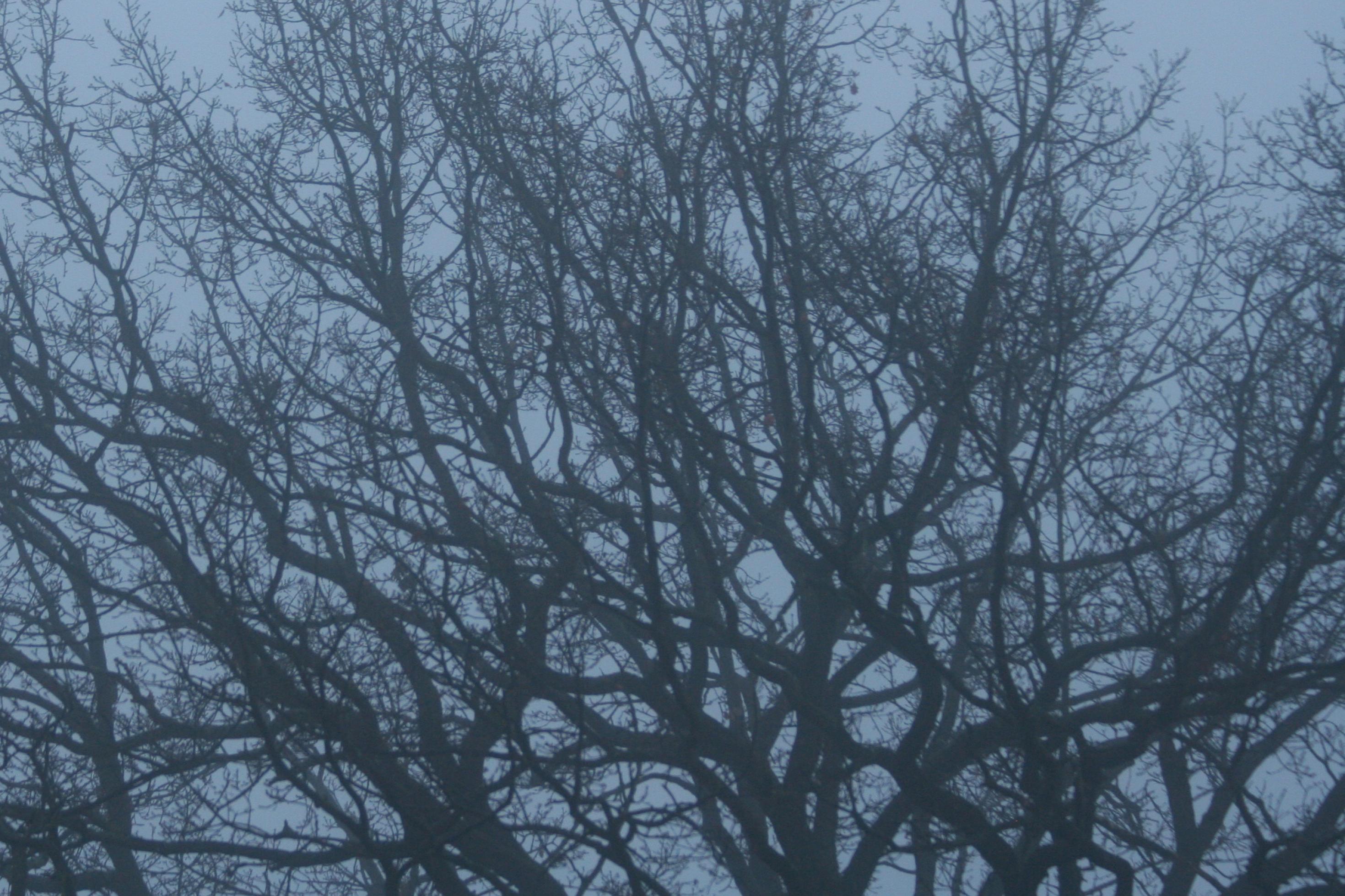 Zu sehen ist die im Nebel unscharfe, ausladende Krone eines Laubbaumes, der im Winter keine Blätter trägt. Lange Zeit galten Bäume als Symbole für die menschliche Abstammung, doch heute wissen die Forscher, dass die Evolution wohl eher einem Flussdelta ähnelt, bei dem sich Arme verzweigen, aber auch wieder vereinigen.