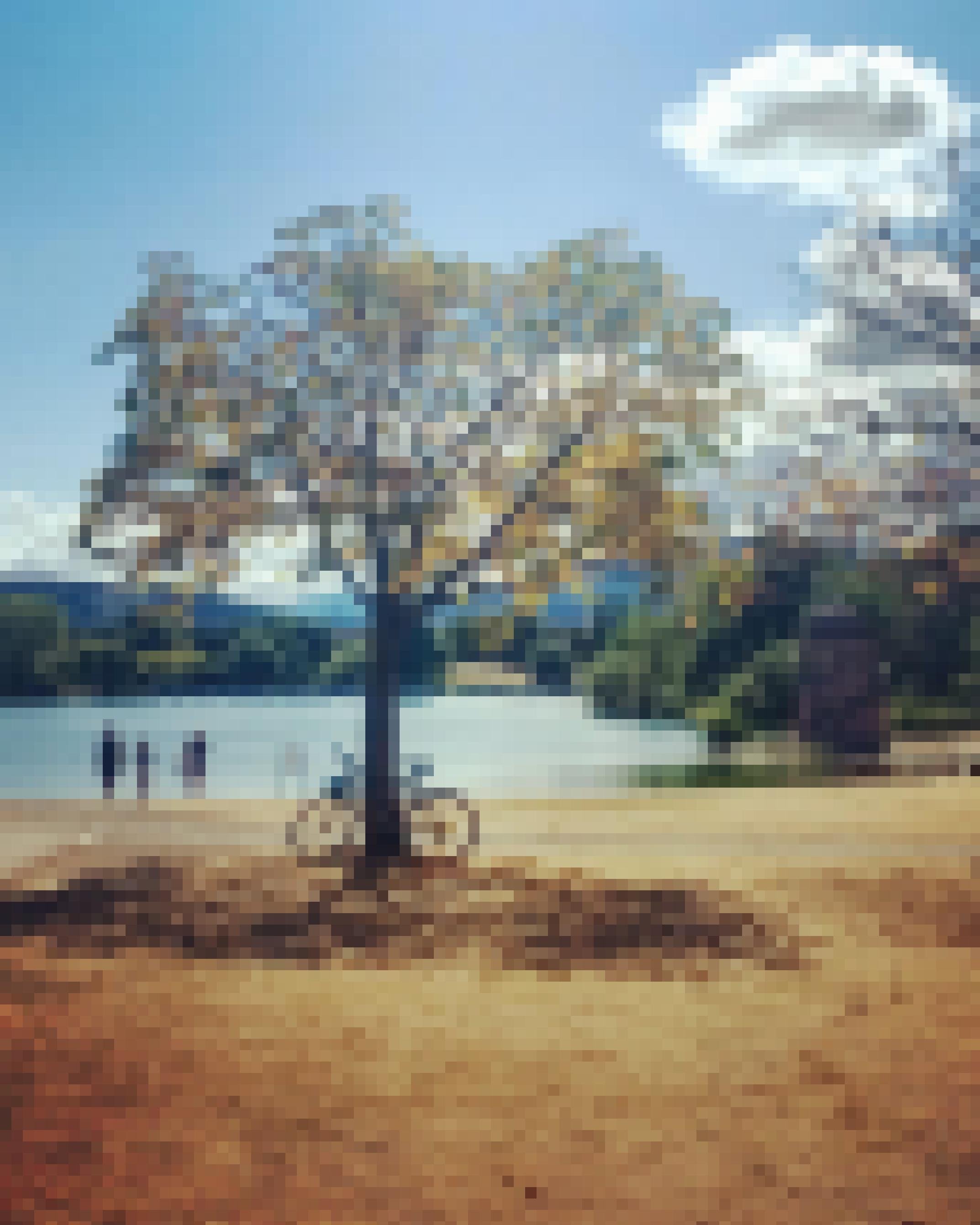 Ein Baum mit gelben Blättern steht auf einem vertrockneten Rasen in einem Park