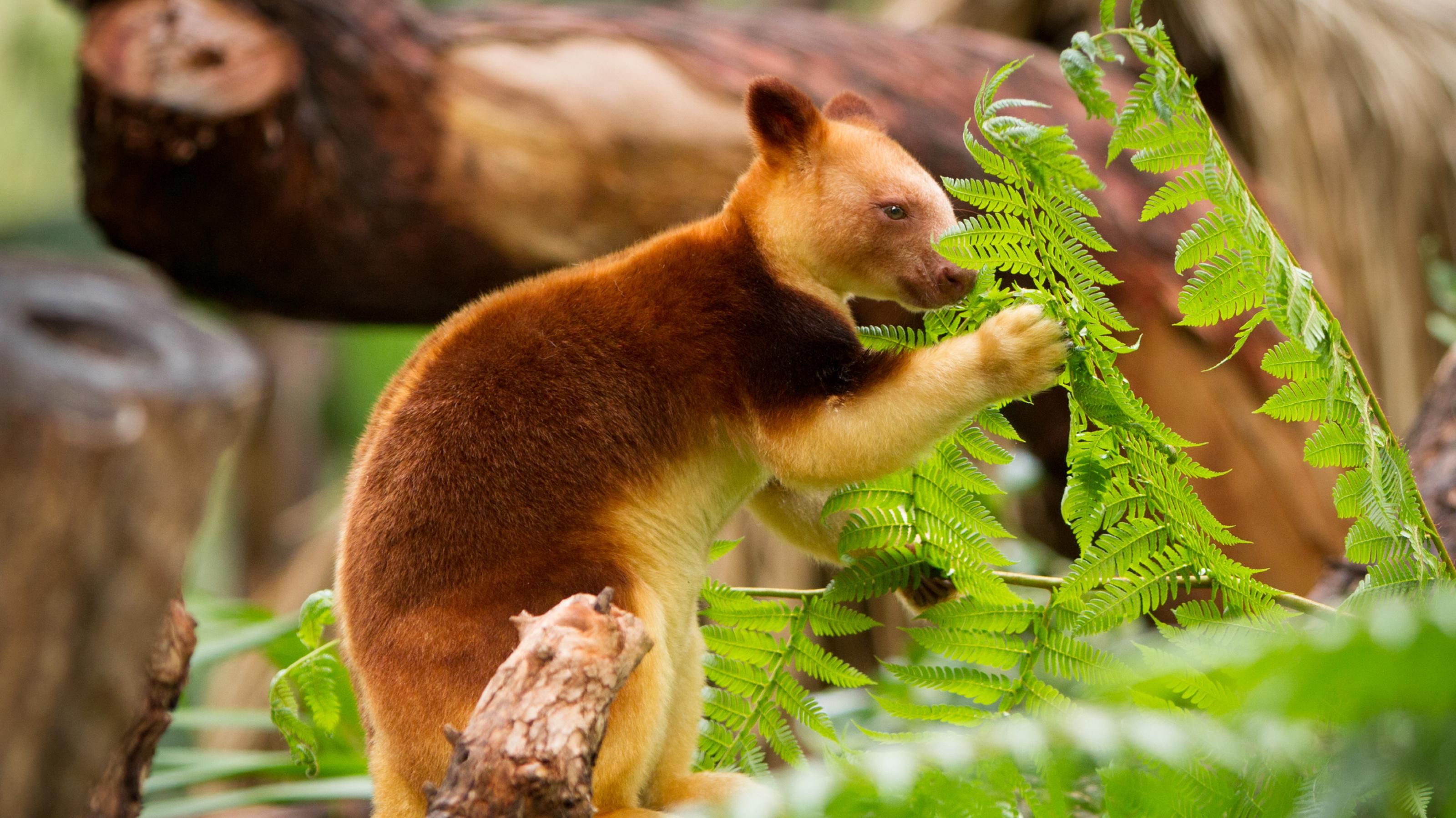 braungelbes Baumkänguru sitzt auf einem Ast und greift mit einer Pfote nach einem grünen Farnwedel.