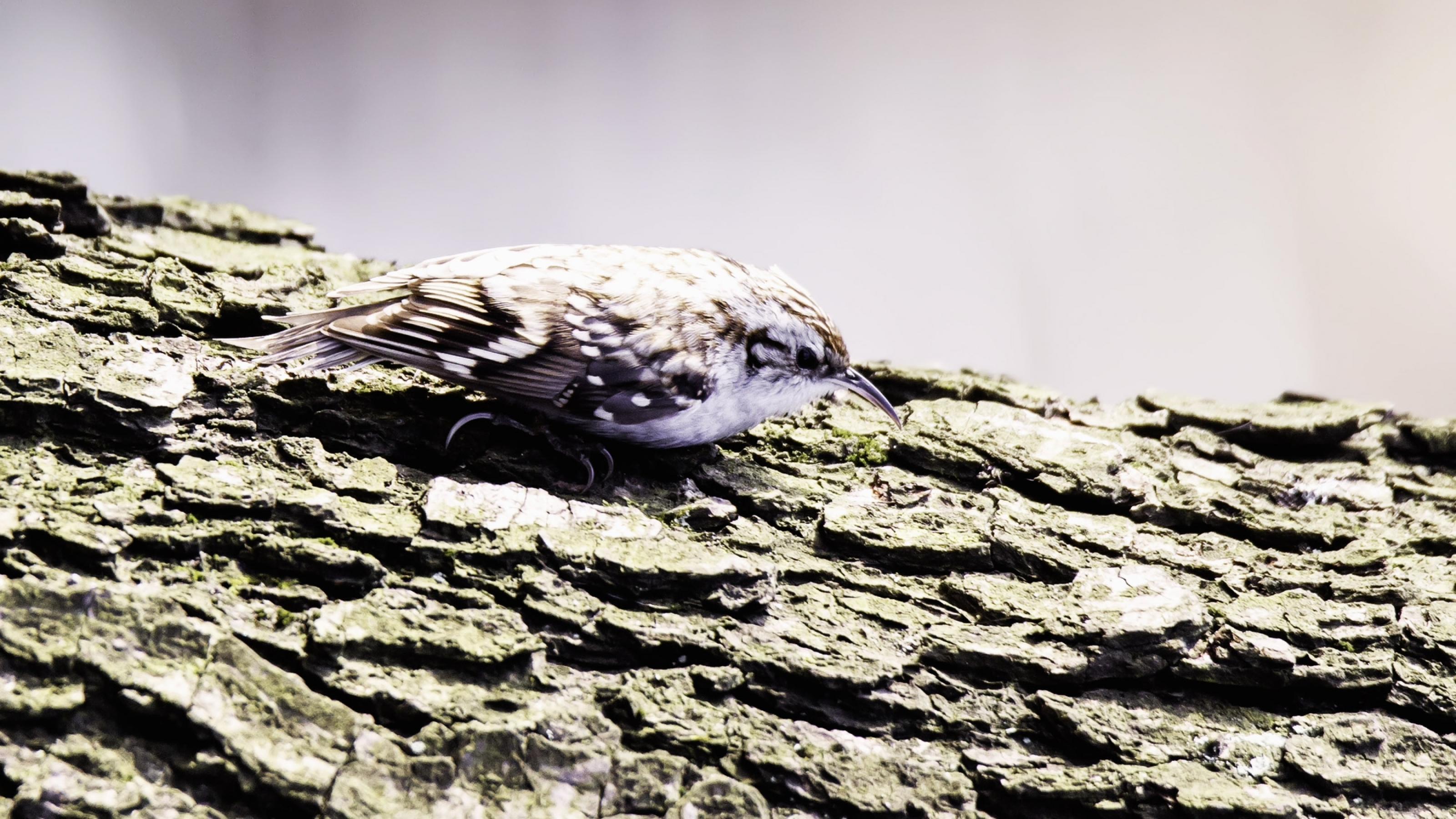 Der braune Vogel schmiegt sich an eine braune Baumrinde.