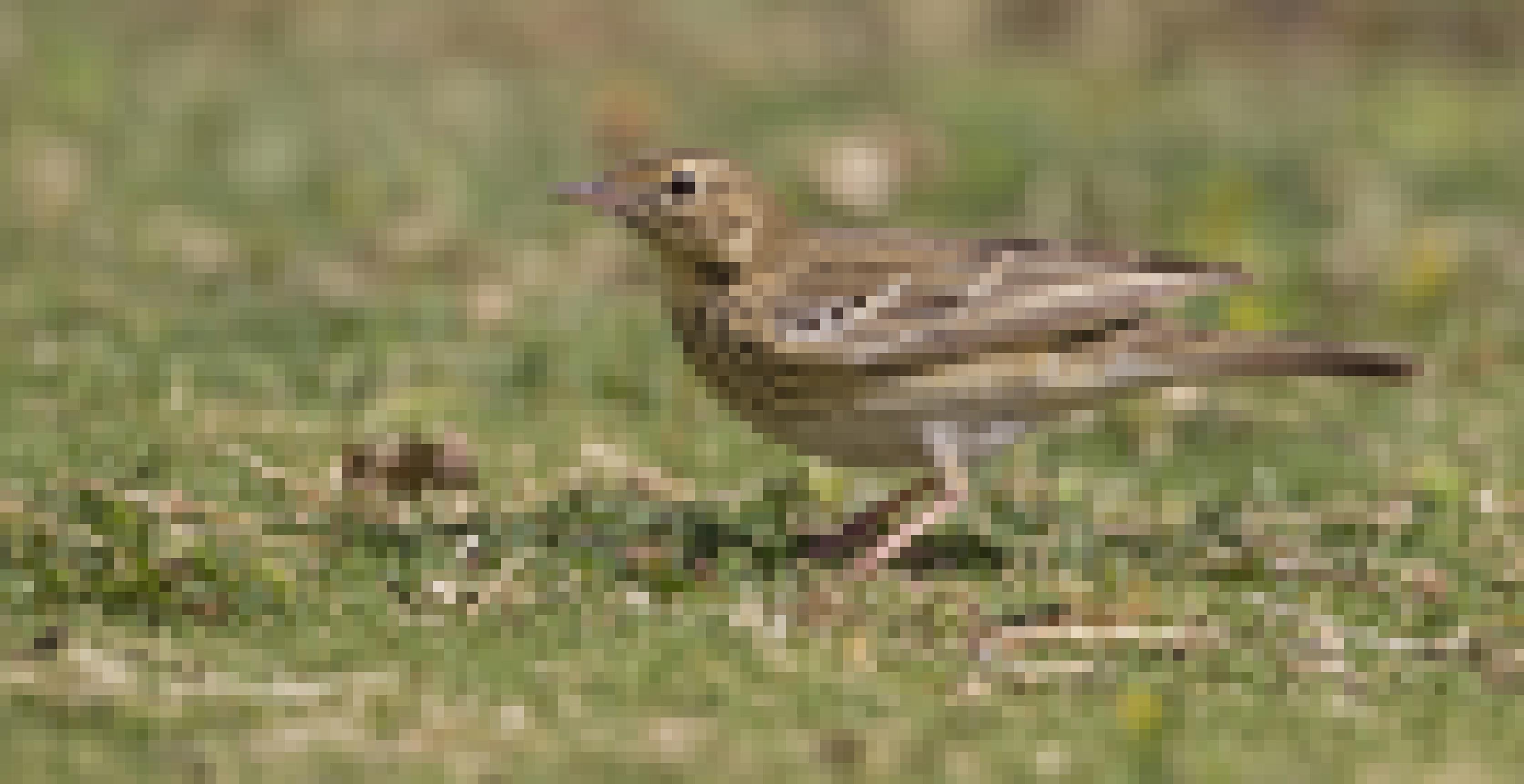 Ein Baumpieper sucht auf einer Wiese nach Nahrung