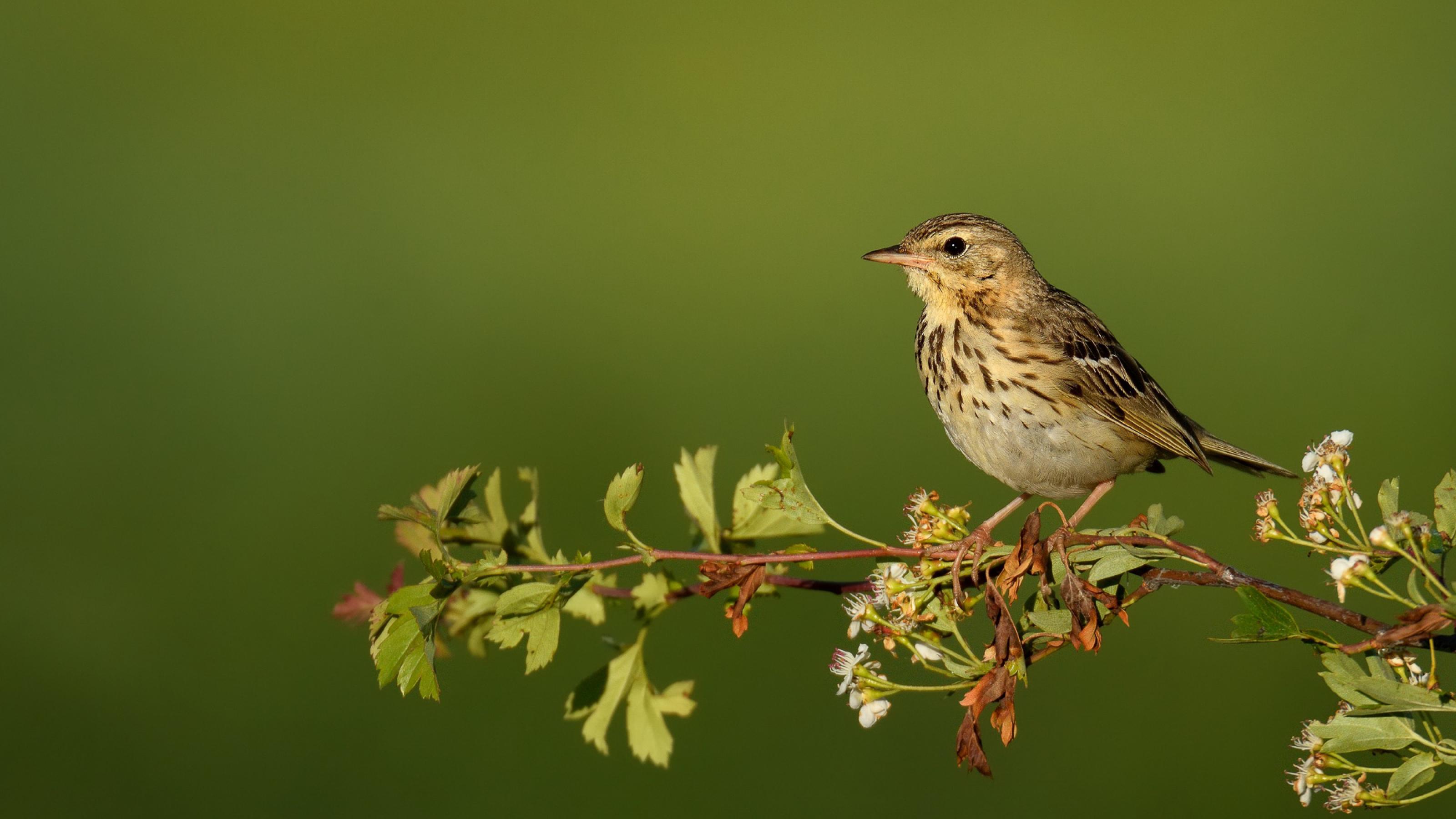 Ein kleiner beige-braun gescheckter Vogel sitzt auf einem Ast.