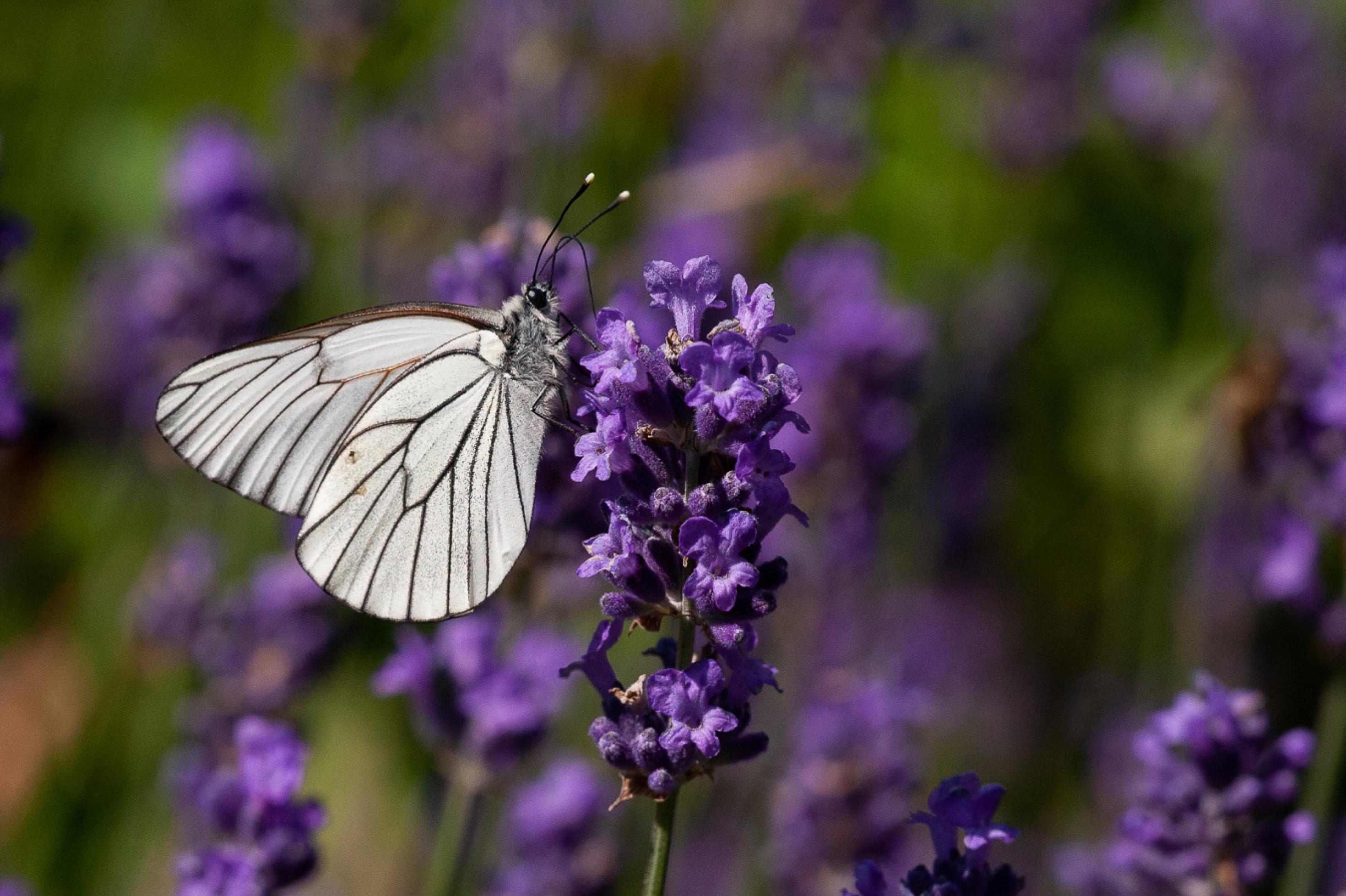 Ein weißer Schmetterling auf Lavendelblüten.