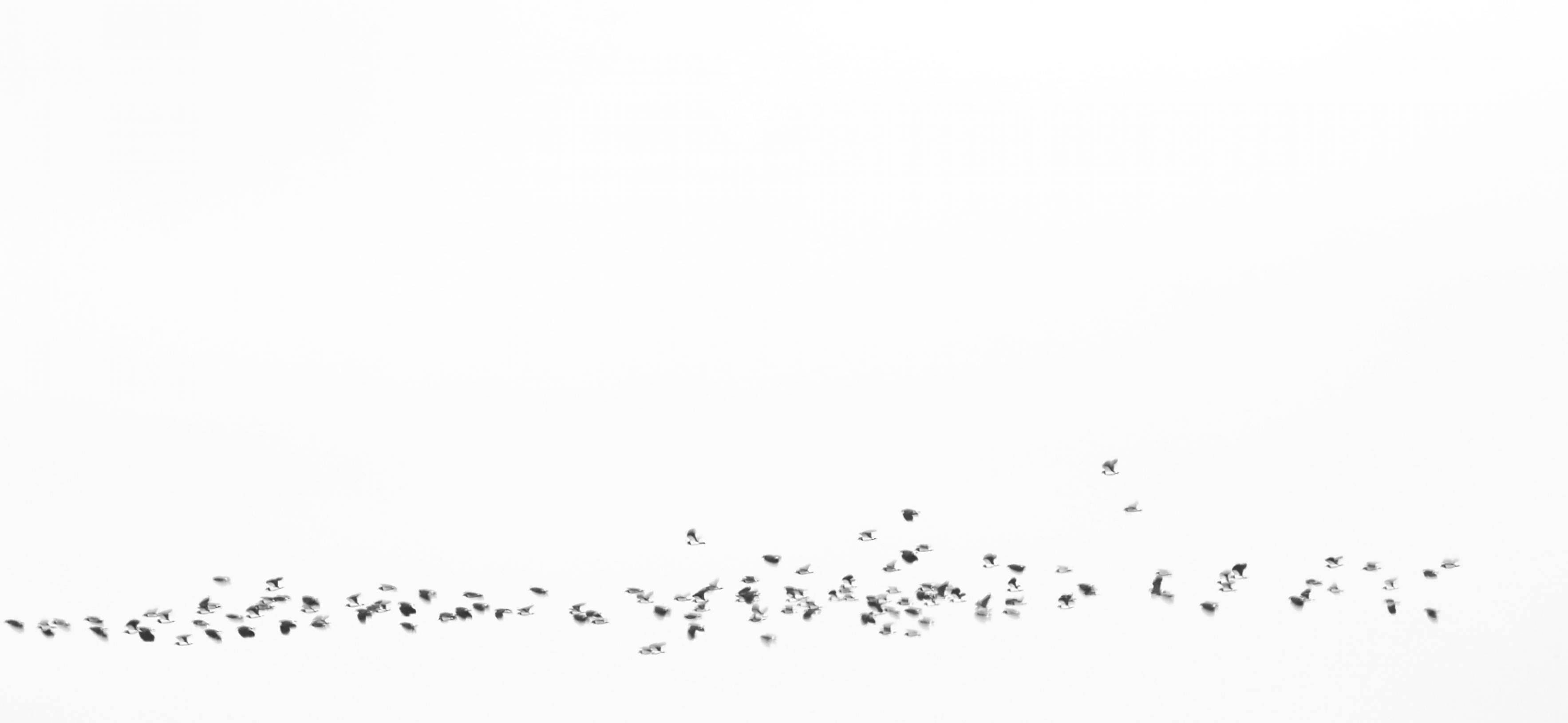 Eine Gruppe Kiebitze fliegt in lockerer Gruppe, schwarz-weiss fotografiert